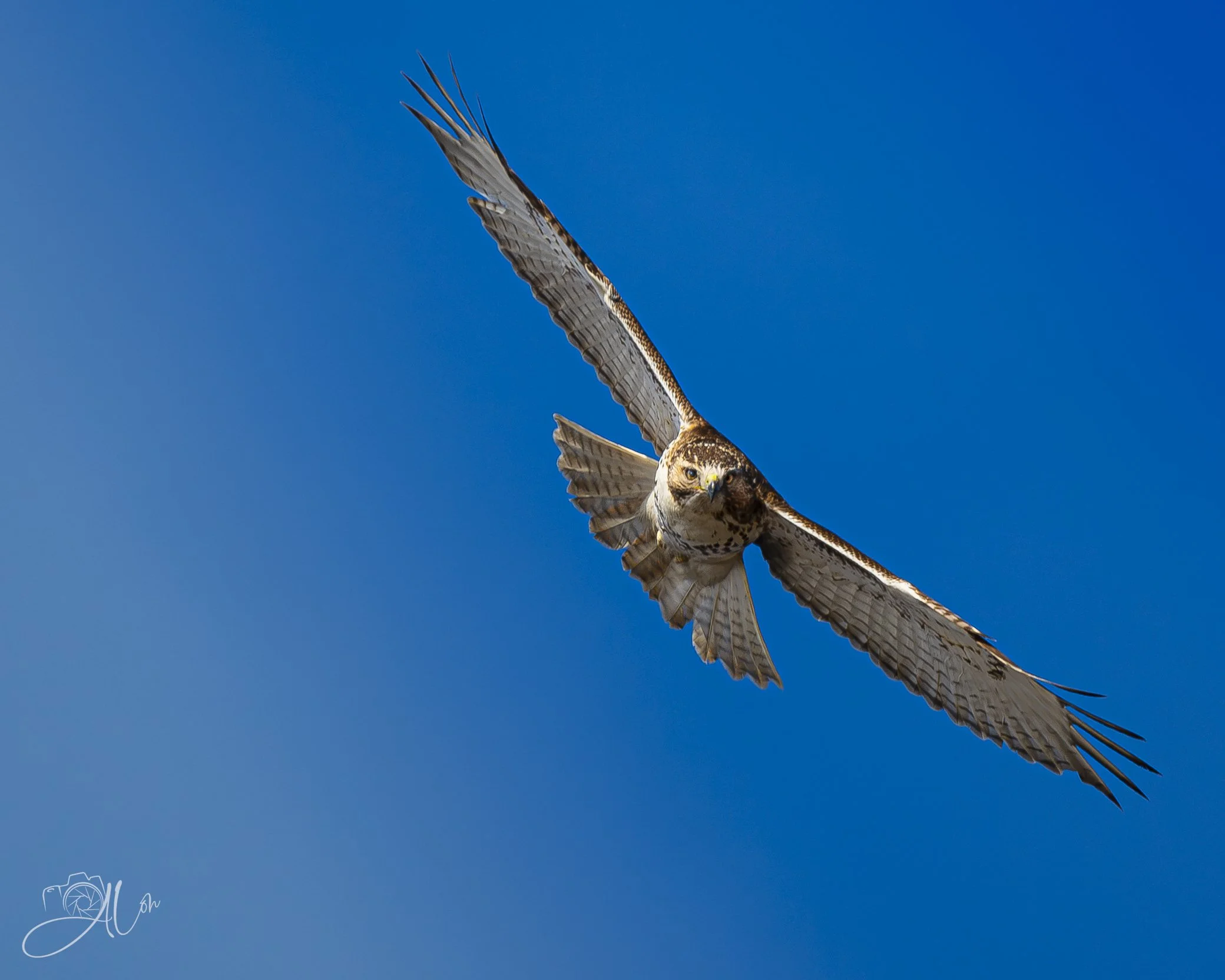 Hawkeye
(Red-Tailed Hawk)
0Z81481