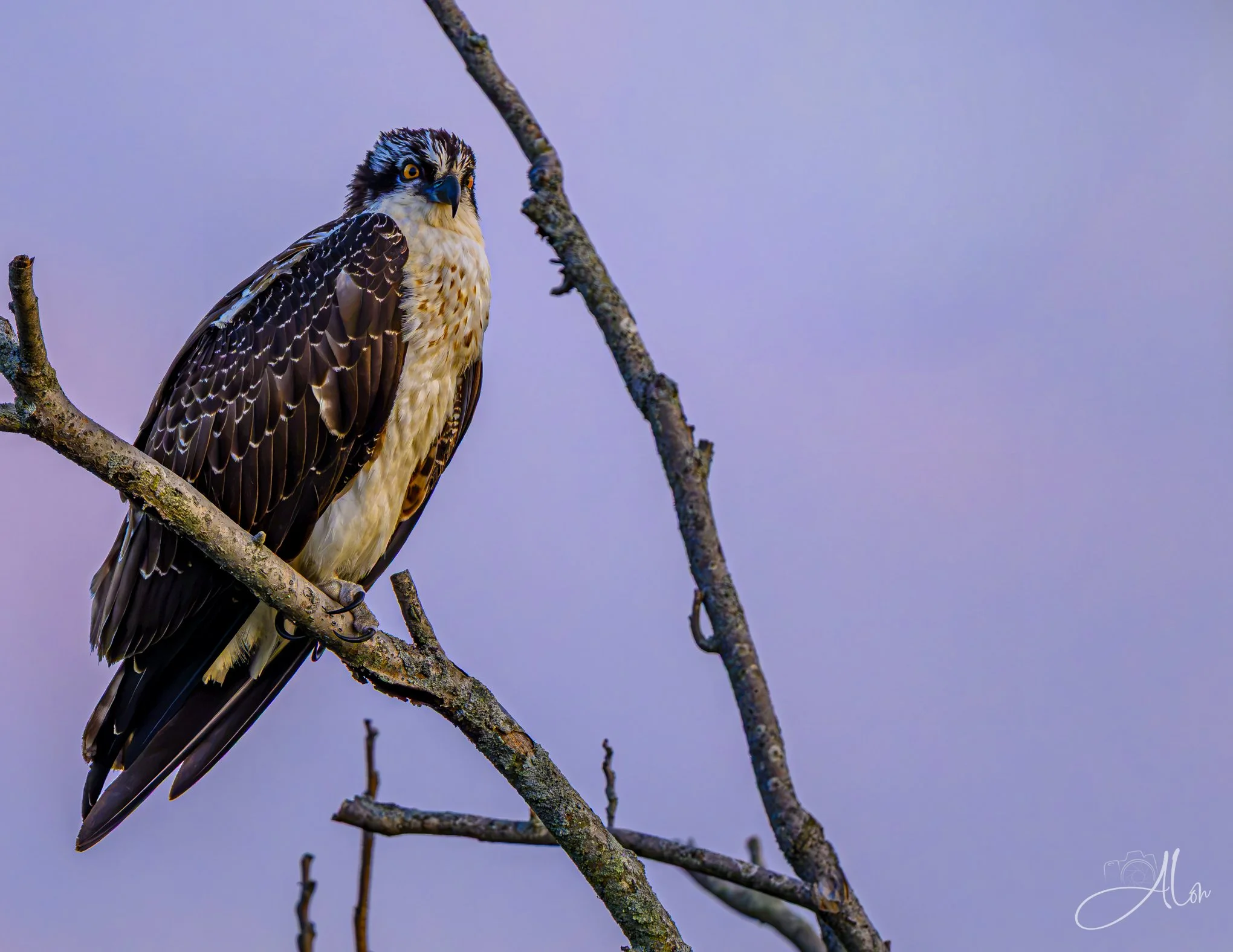 Final Purple Sliver (Osprey) 082426_2222