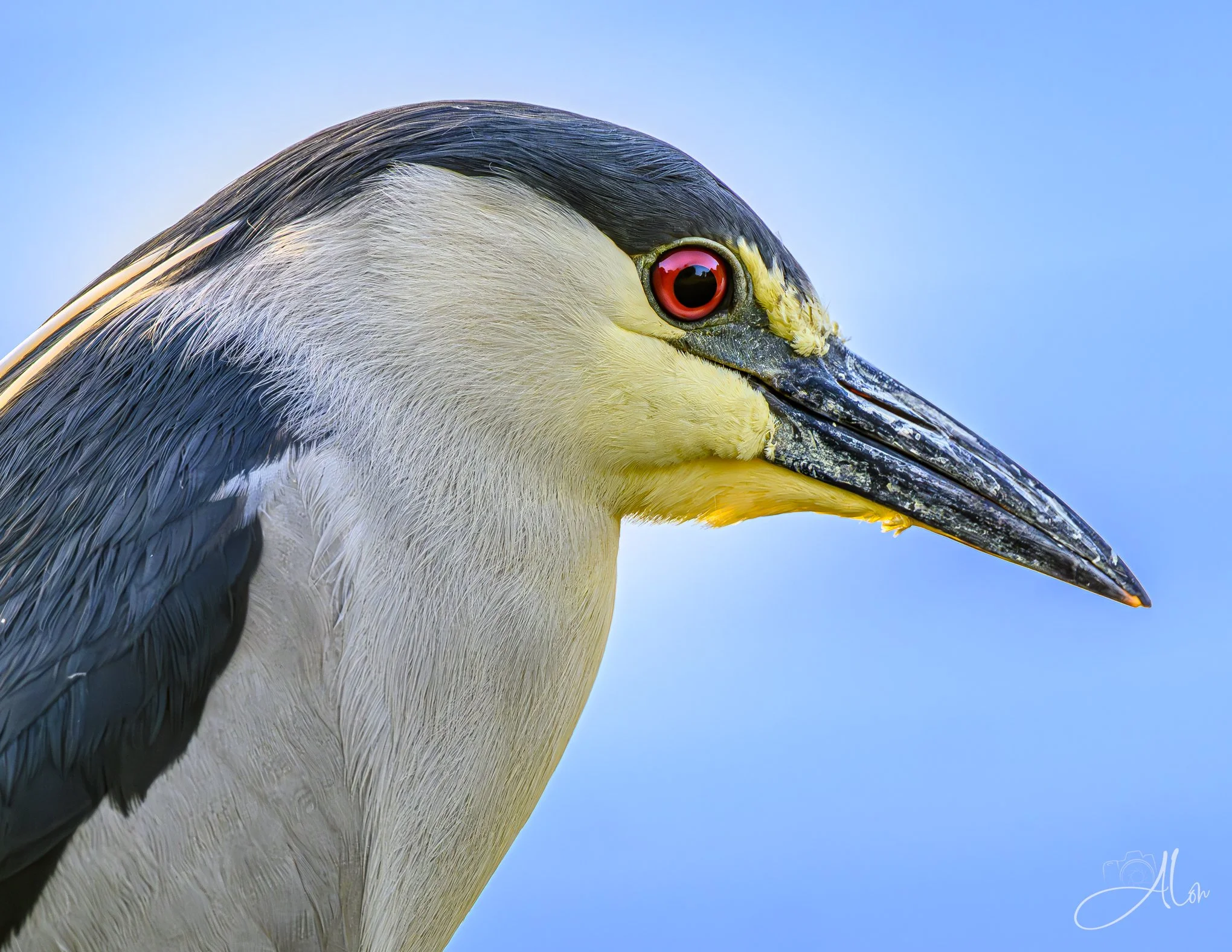 Solitude (Black-Crowned Night Heron) 0Z87776