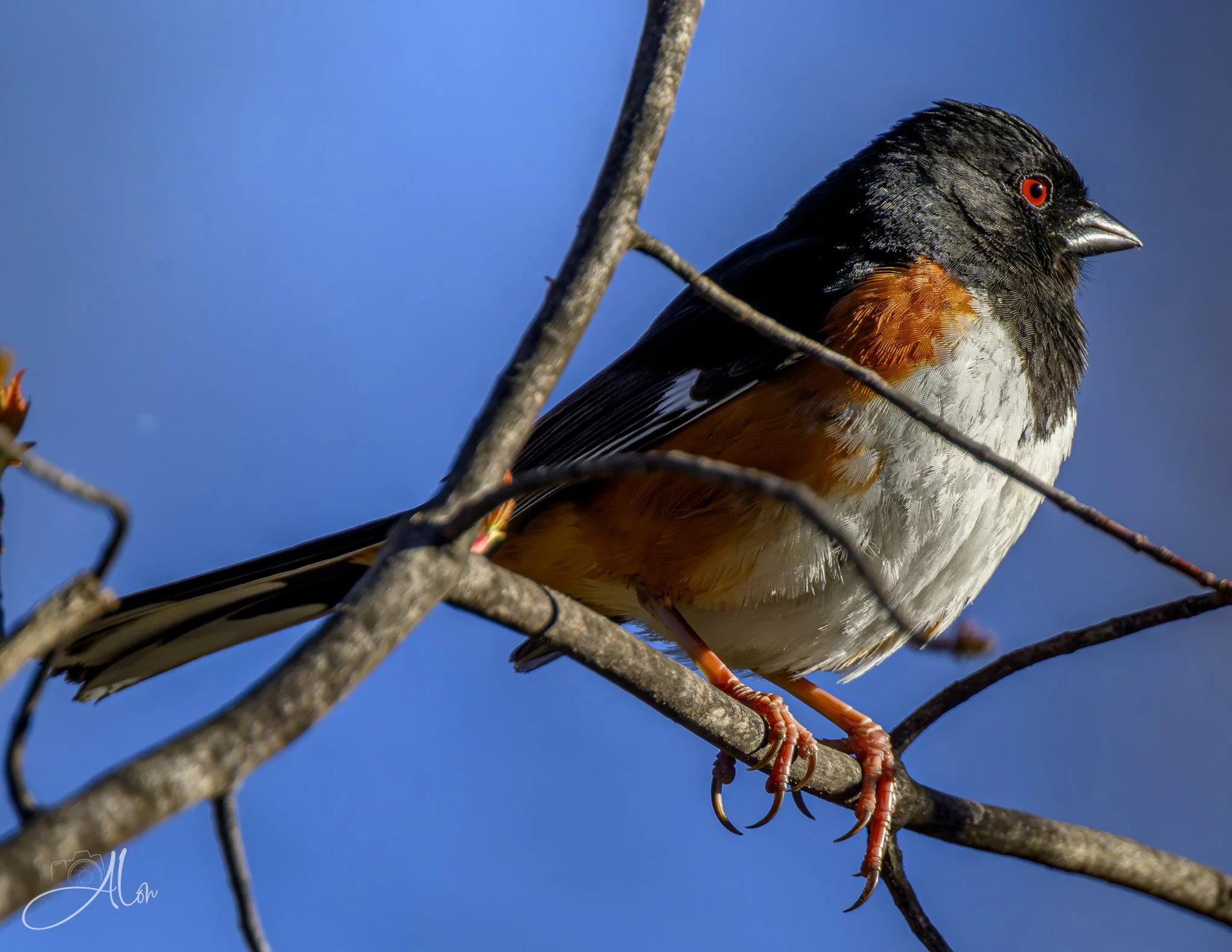 The Overlook
(Eastern Towhee)
0Z80381