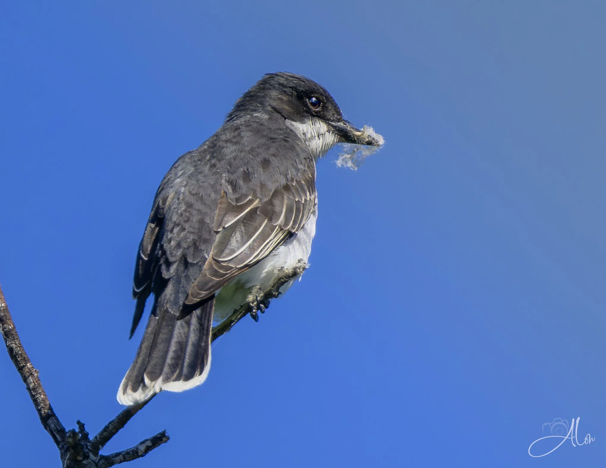 Mattress Stuffing (Eastern Kingbird) 0Z82987