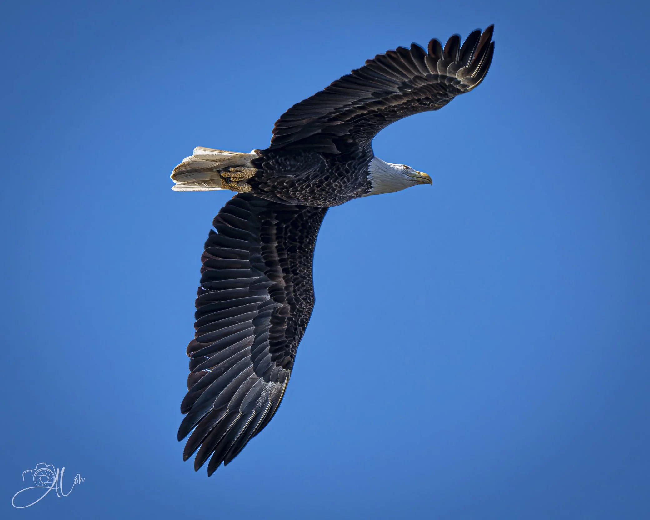 Lazy Glider
(Bald Eagle)
0Z85016