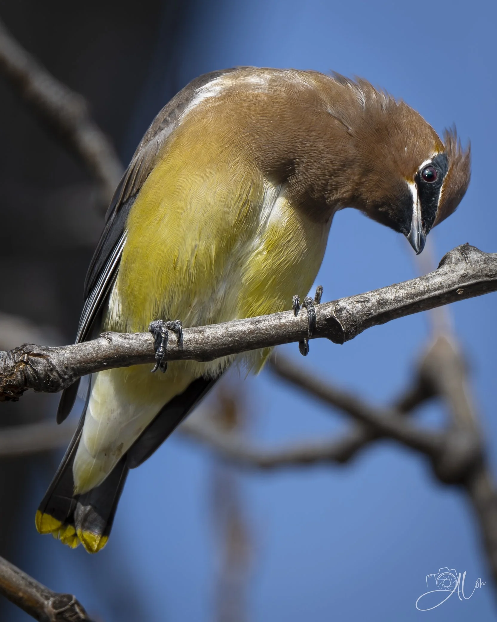 Cat Birdglar
(Cedar Waxwing)
0Z87270