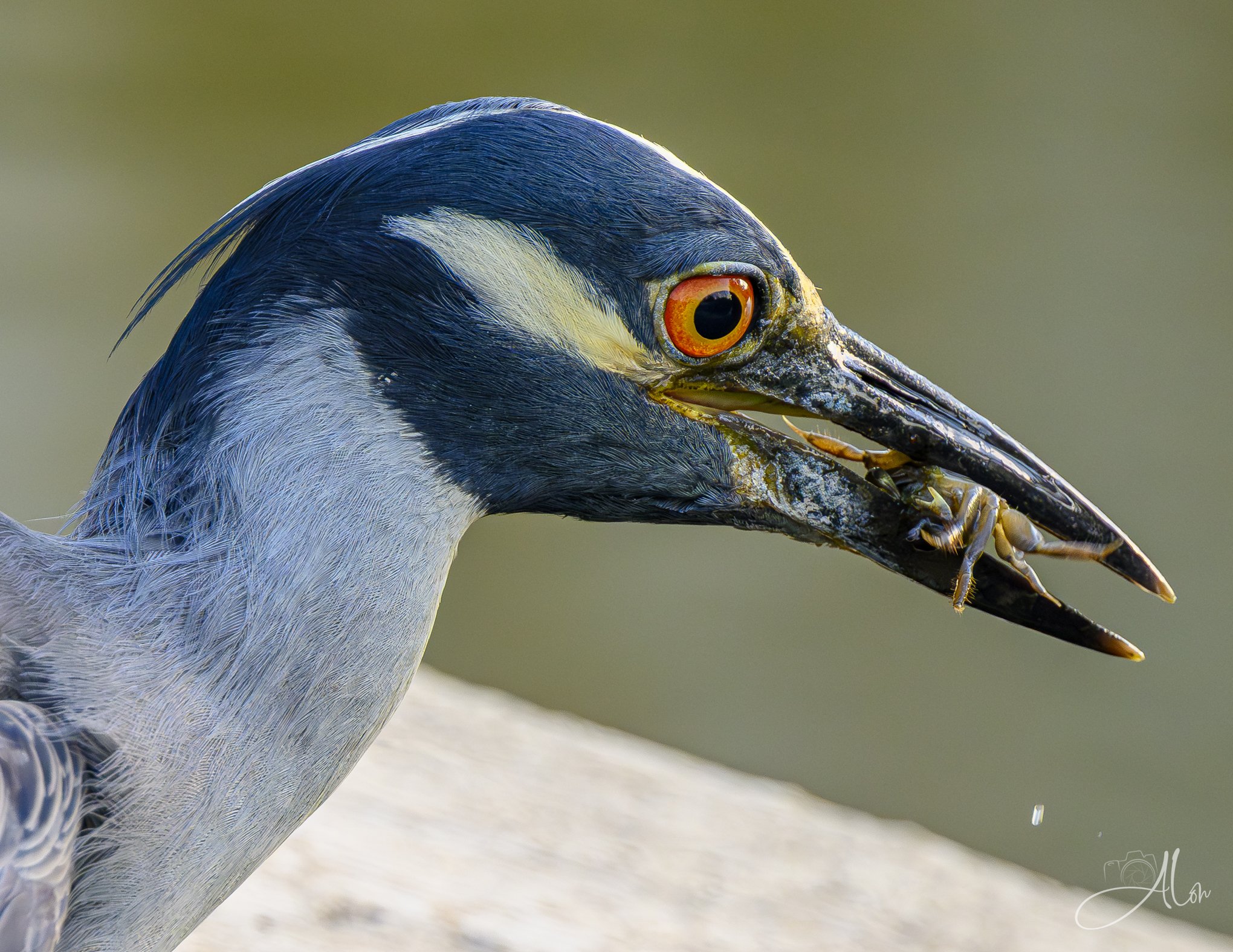 Moving Parts (Yellow-Crowned Night Heron) 0Z81895