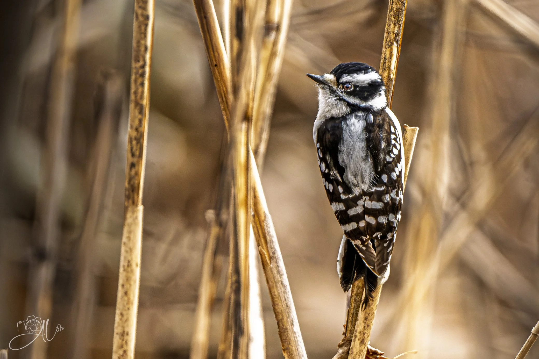 In the Weeds
(Downy Woodpecker)
0Z83121