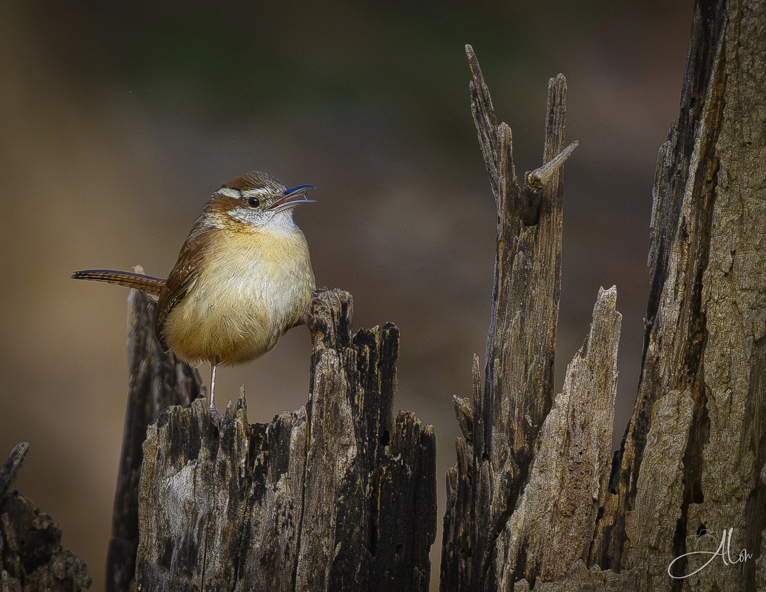 Splitsville (Carolina Wren) 0Z81821