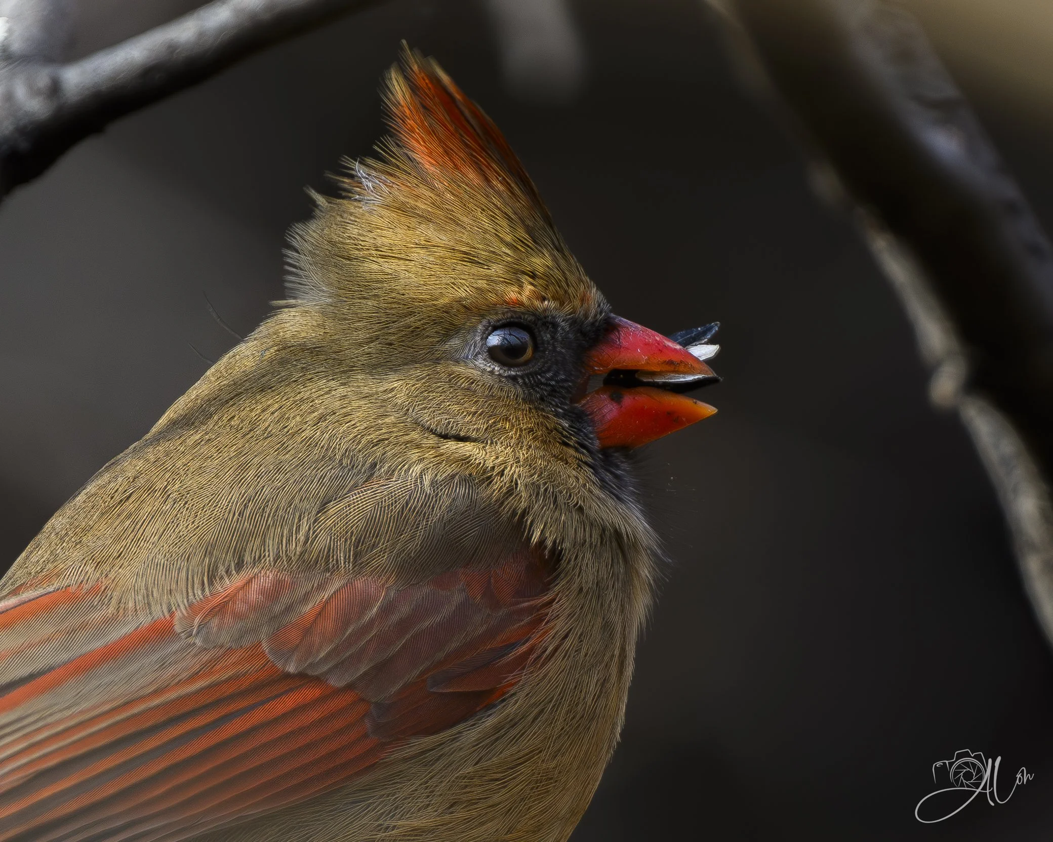 Complimentary Meal
(Northern Cardinal)
0Z86312