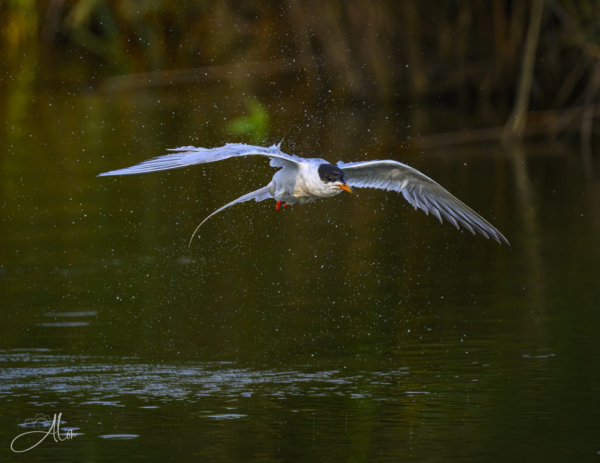 Play Misty for Me (Forster's Tern) 20260723_0082