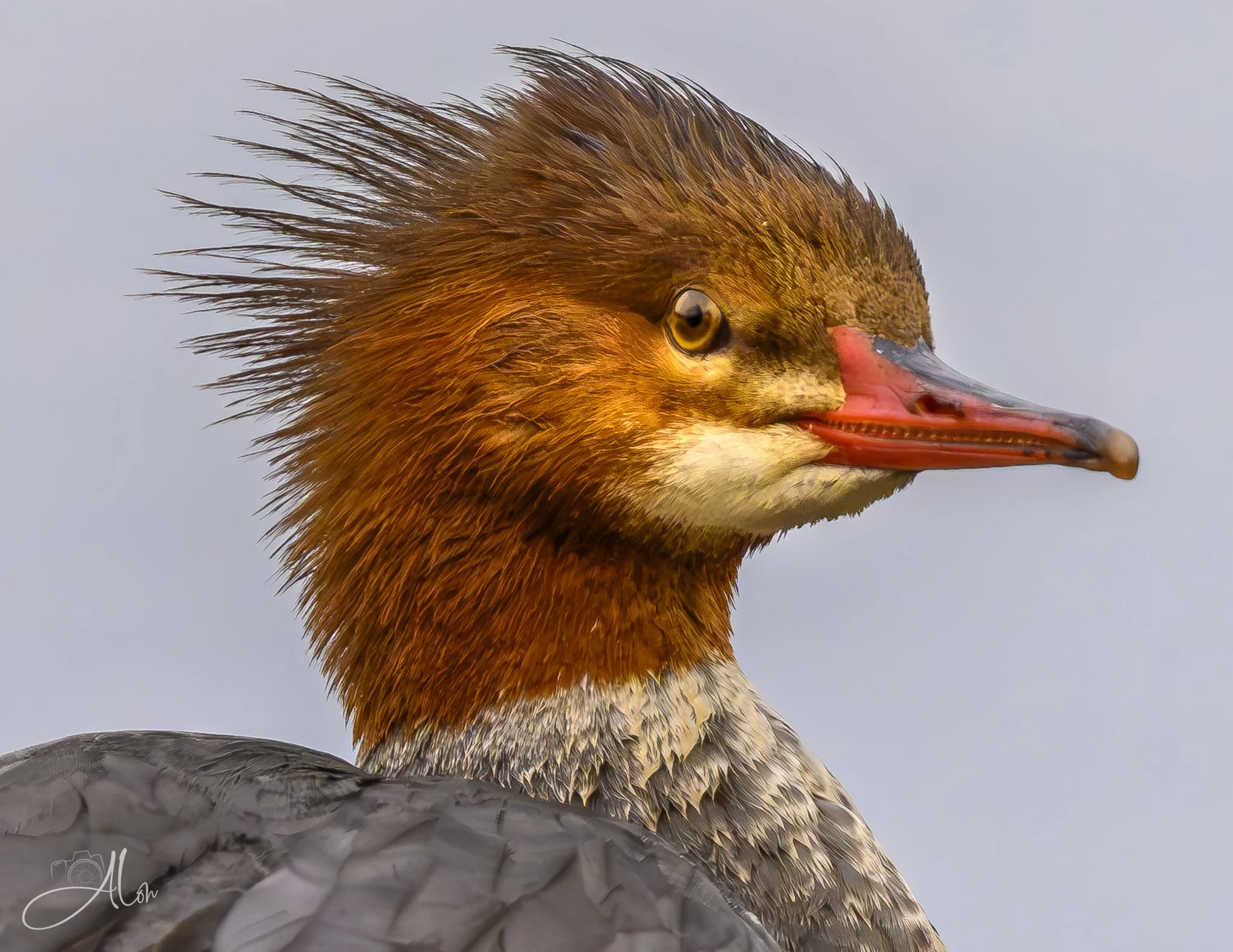 Unapproachable
(Common Merganser)
0Z80658