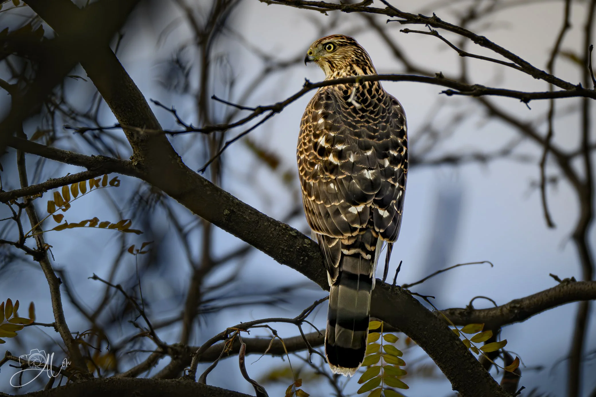 Near the Buffet
(Cooper's Hawk)
0Z81716