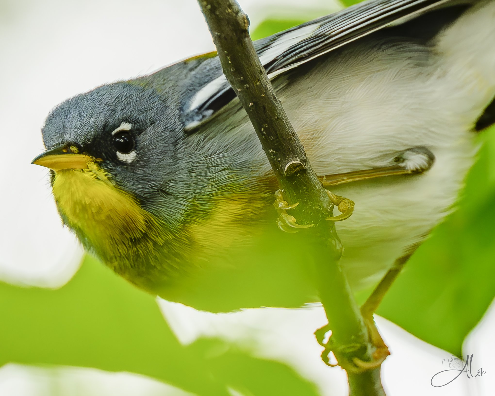 (Northern Parula)
0Z81477