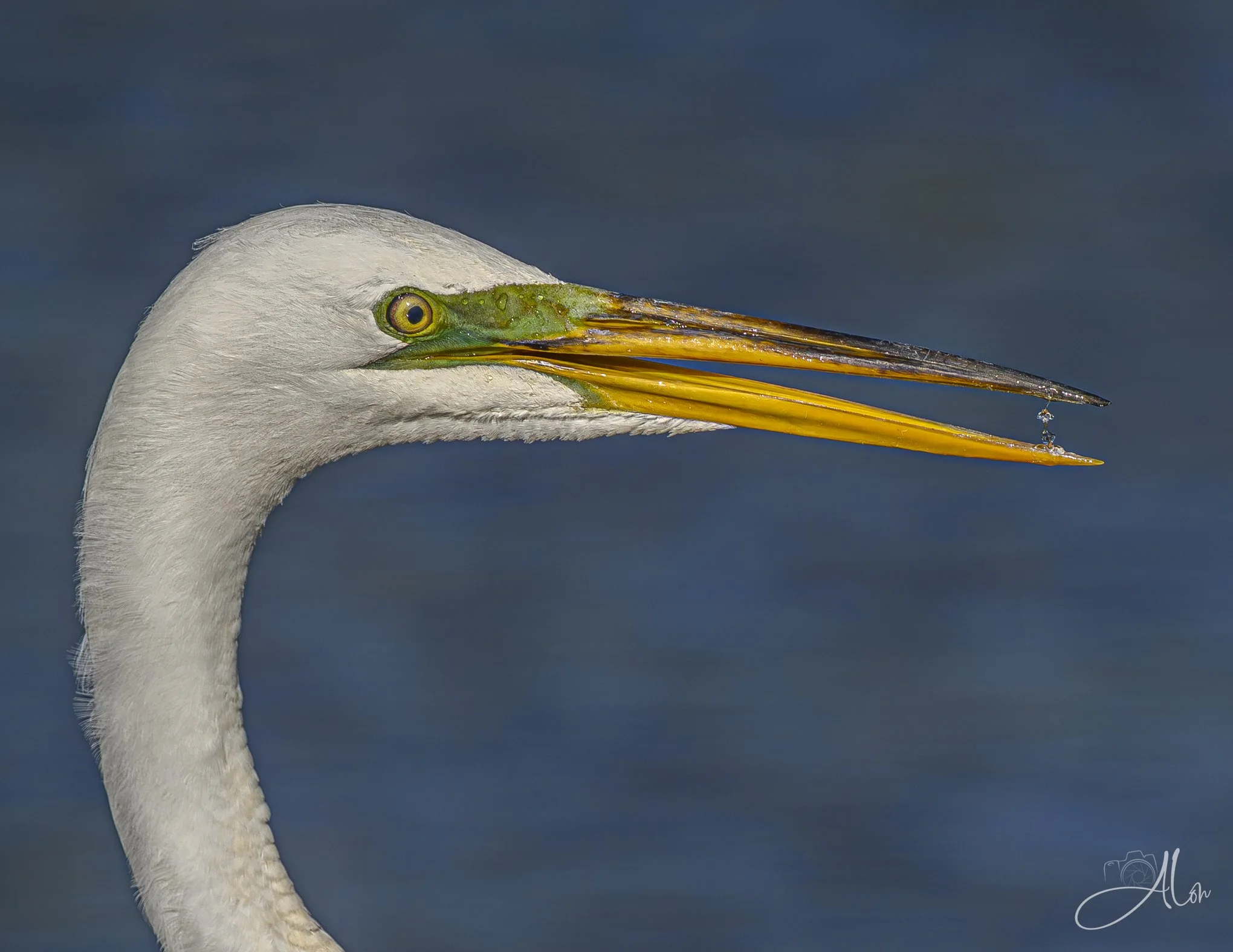 Chemical Reaction (Great Egret) 06-18-26_0Z8_3668