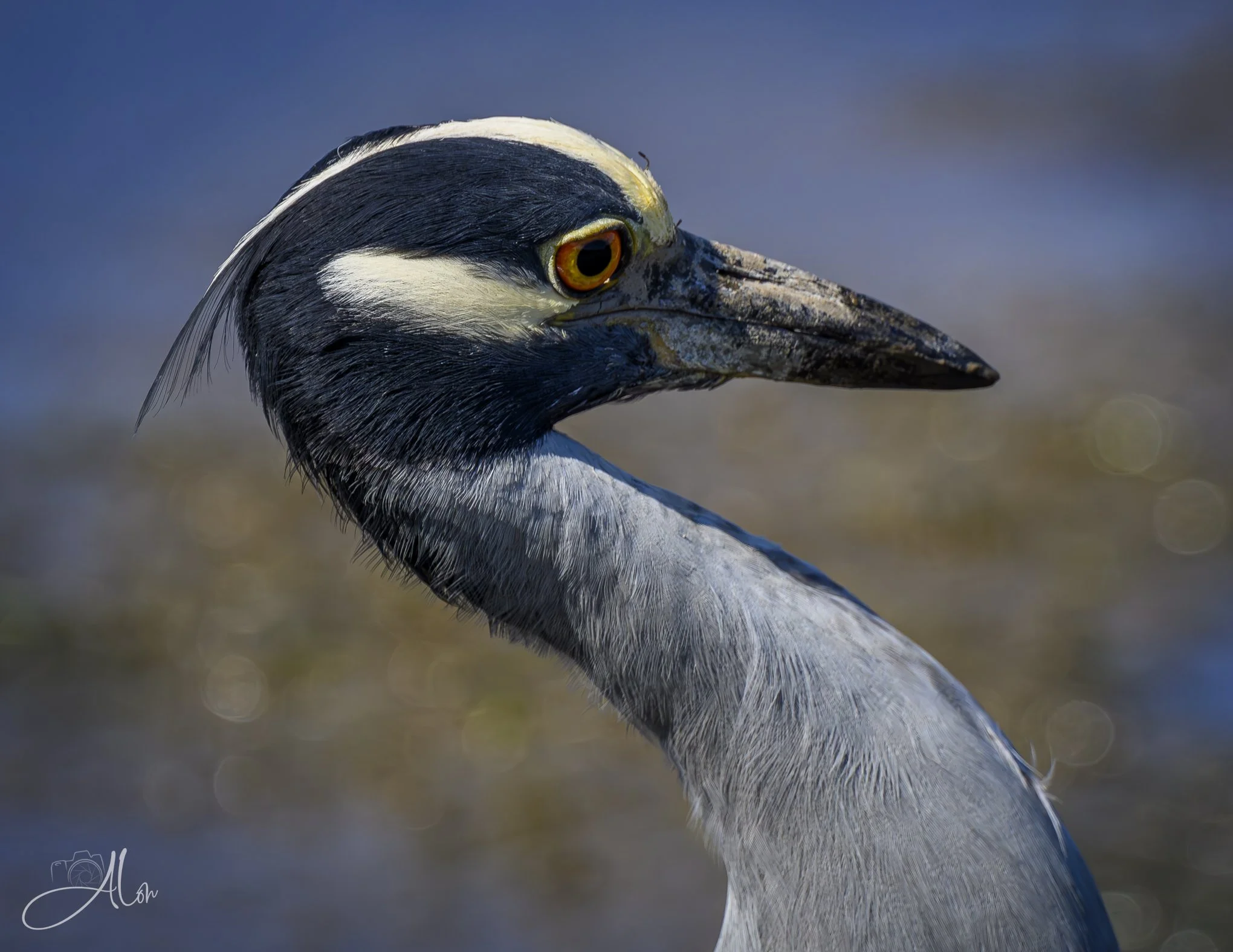 Perfect Posture (Yellow-Crowned Night Heron) Z8070326_5031