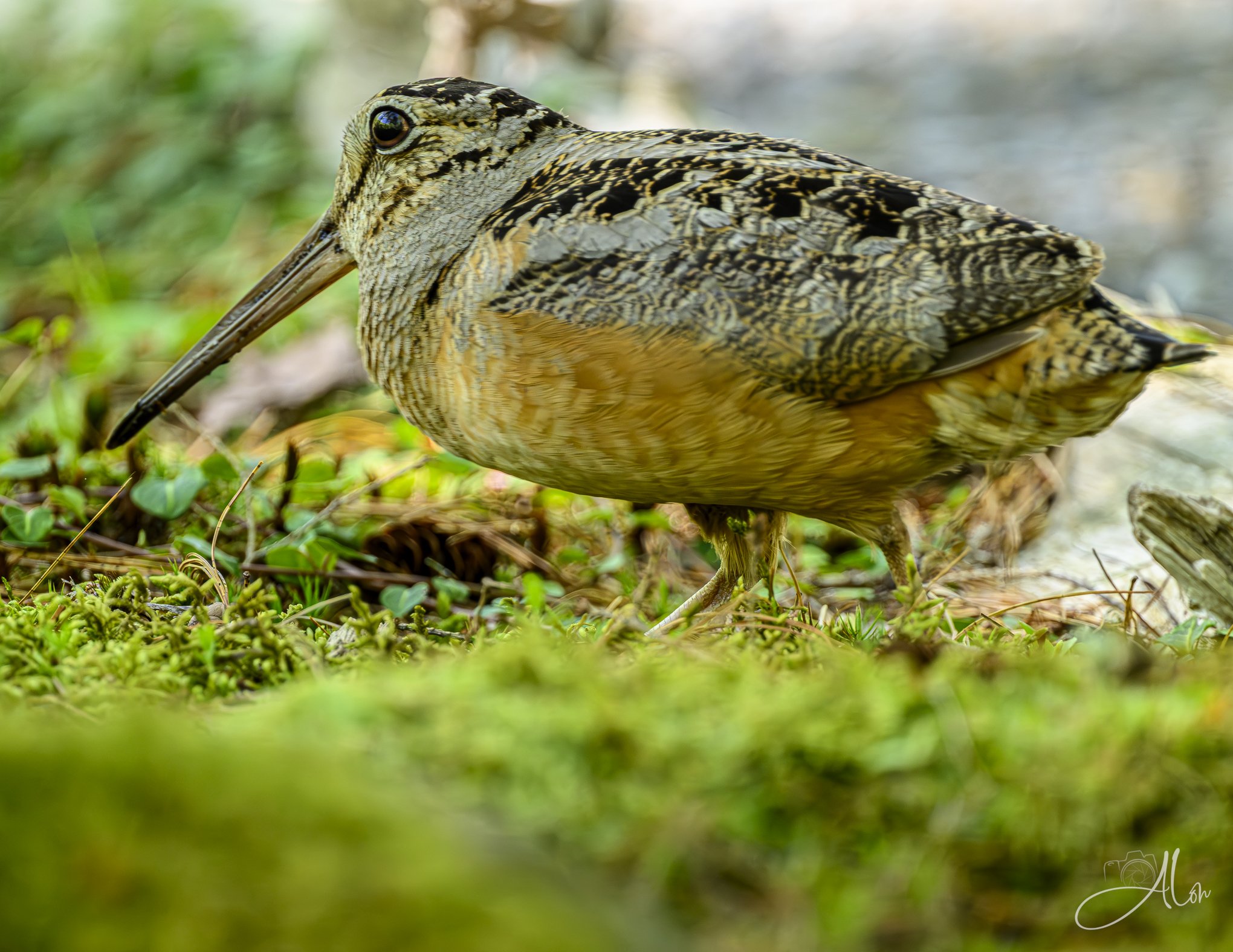 Weeble (American Woodcock) 0Z80770