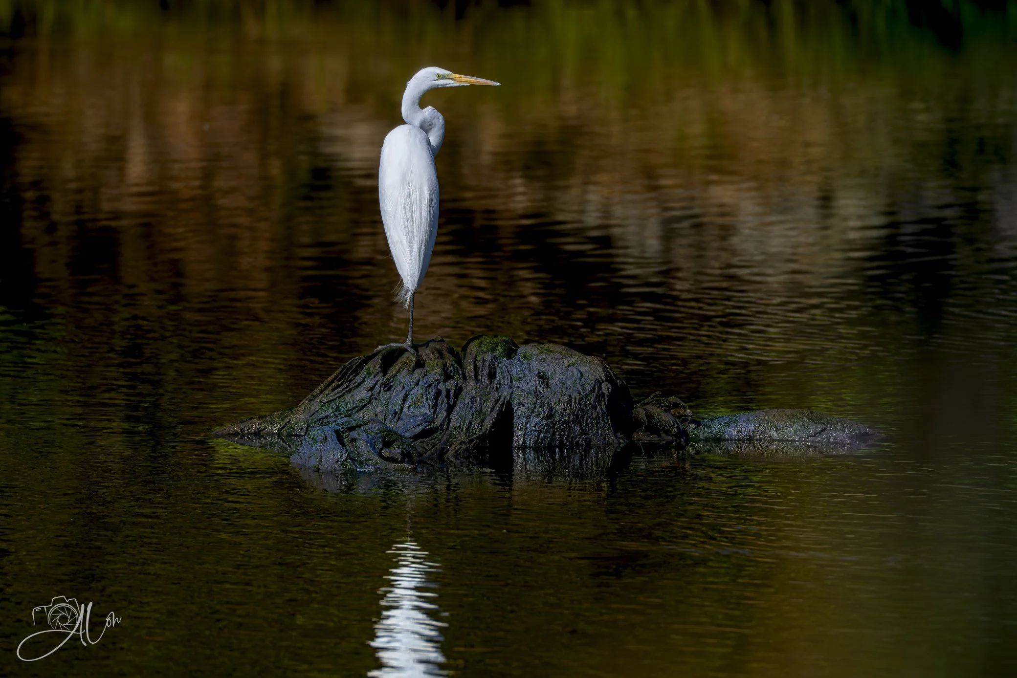 Stumped!
(Great Egret)
Z63_3690