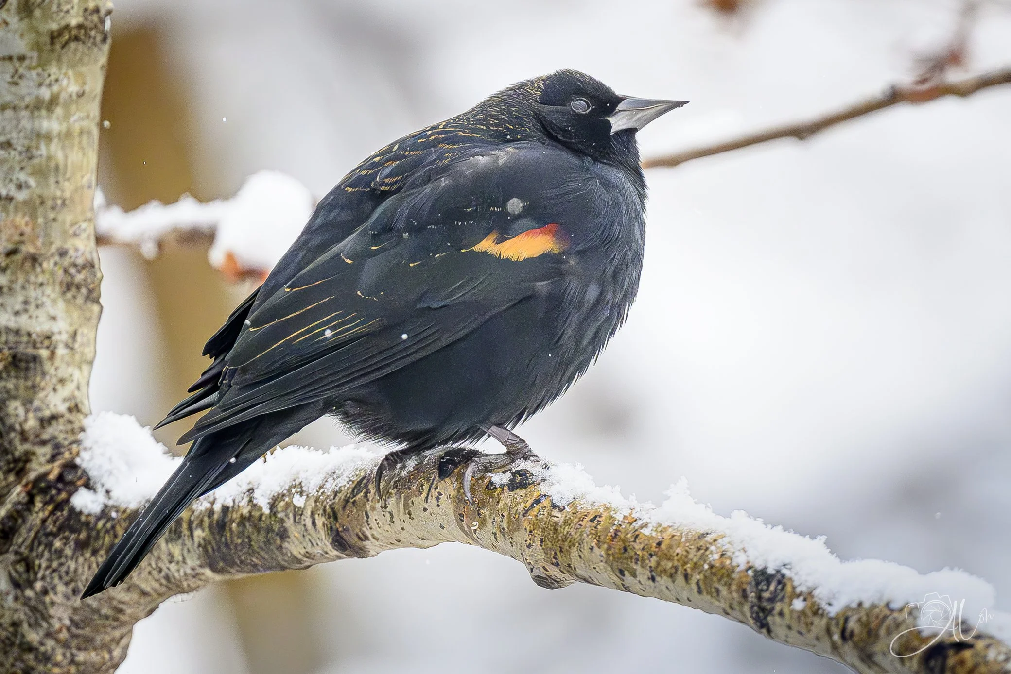 It's Not Dandruff
(Red-Winged Blackbird)
0Z84221