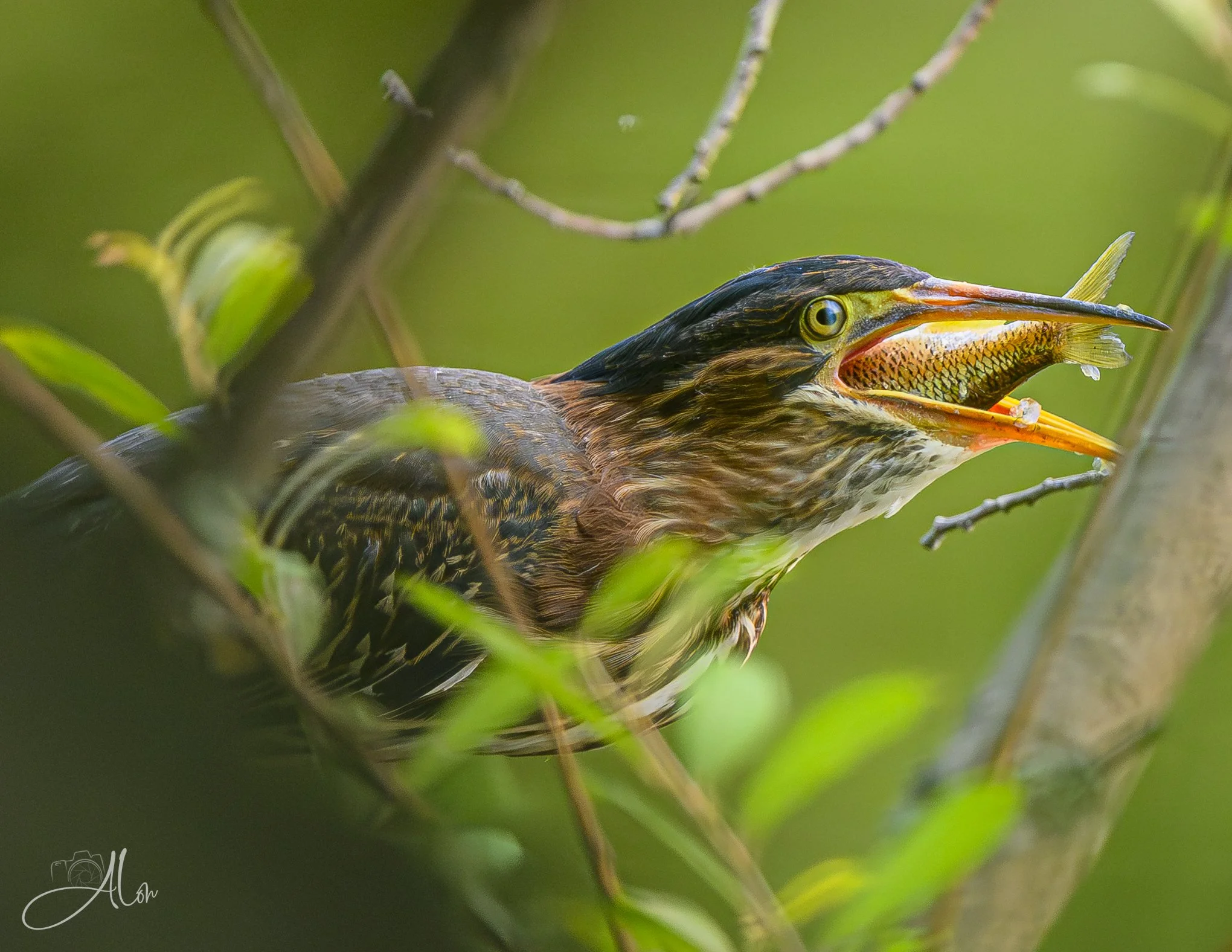 Snakehead (Green Heron) 071826_6374
