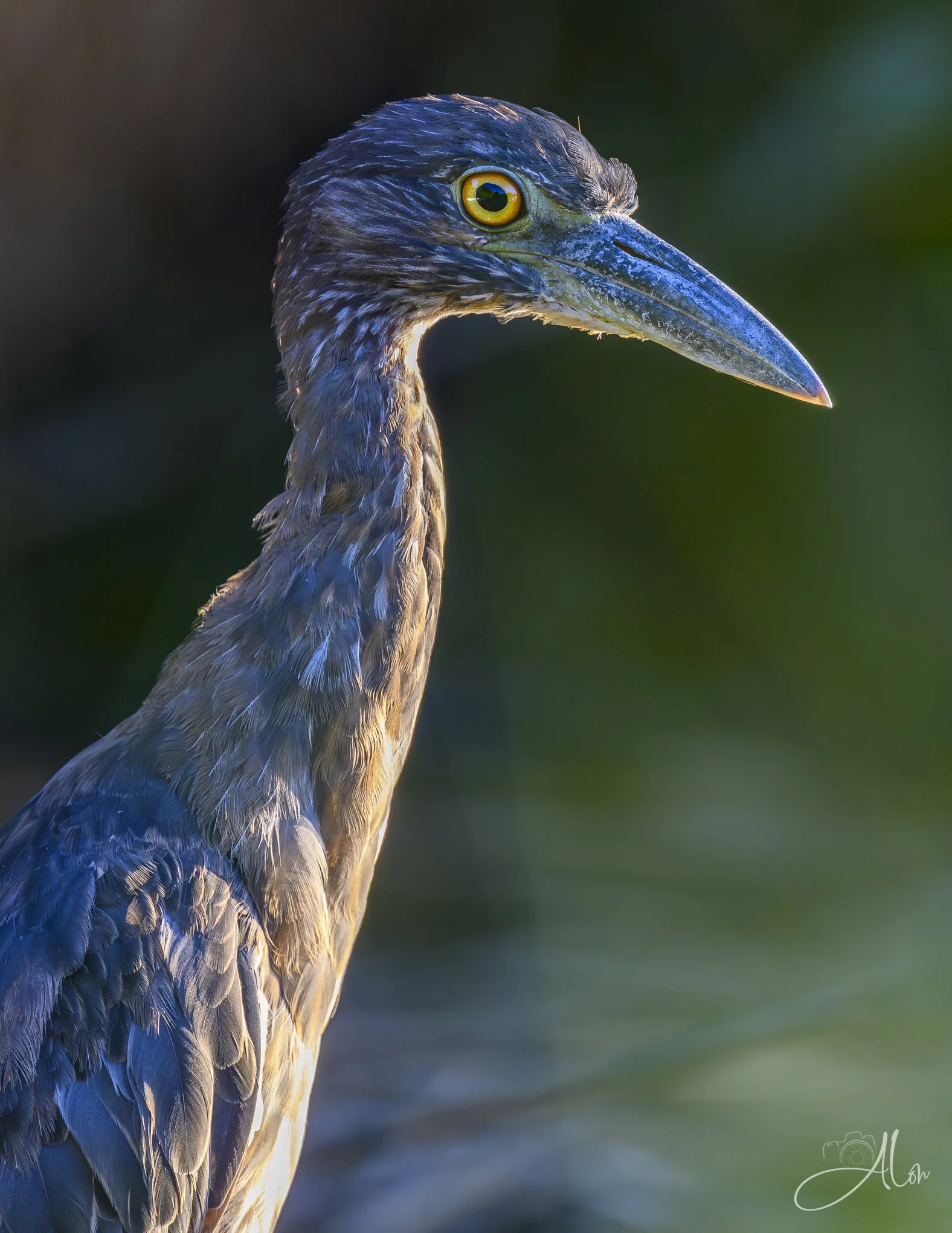 Simply Glowing (Yellow-Crowned Night Heron) Z8070826_5056