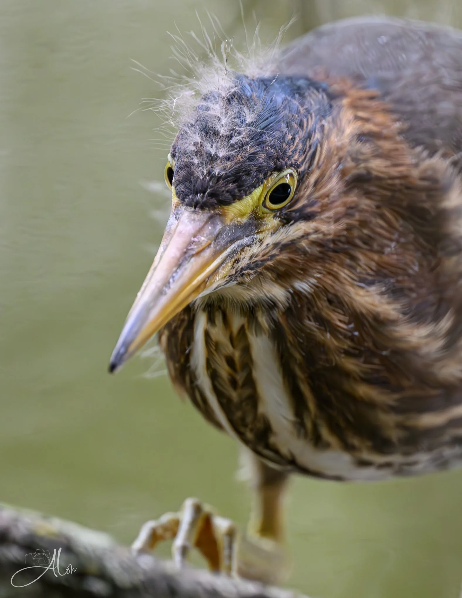 One Step at a Time (Green Heron) 20260711_0184