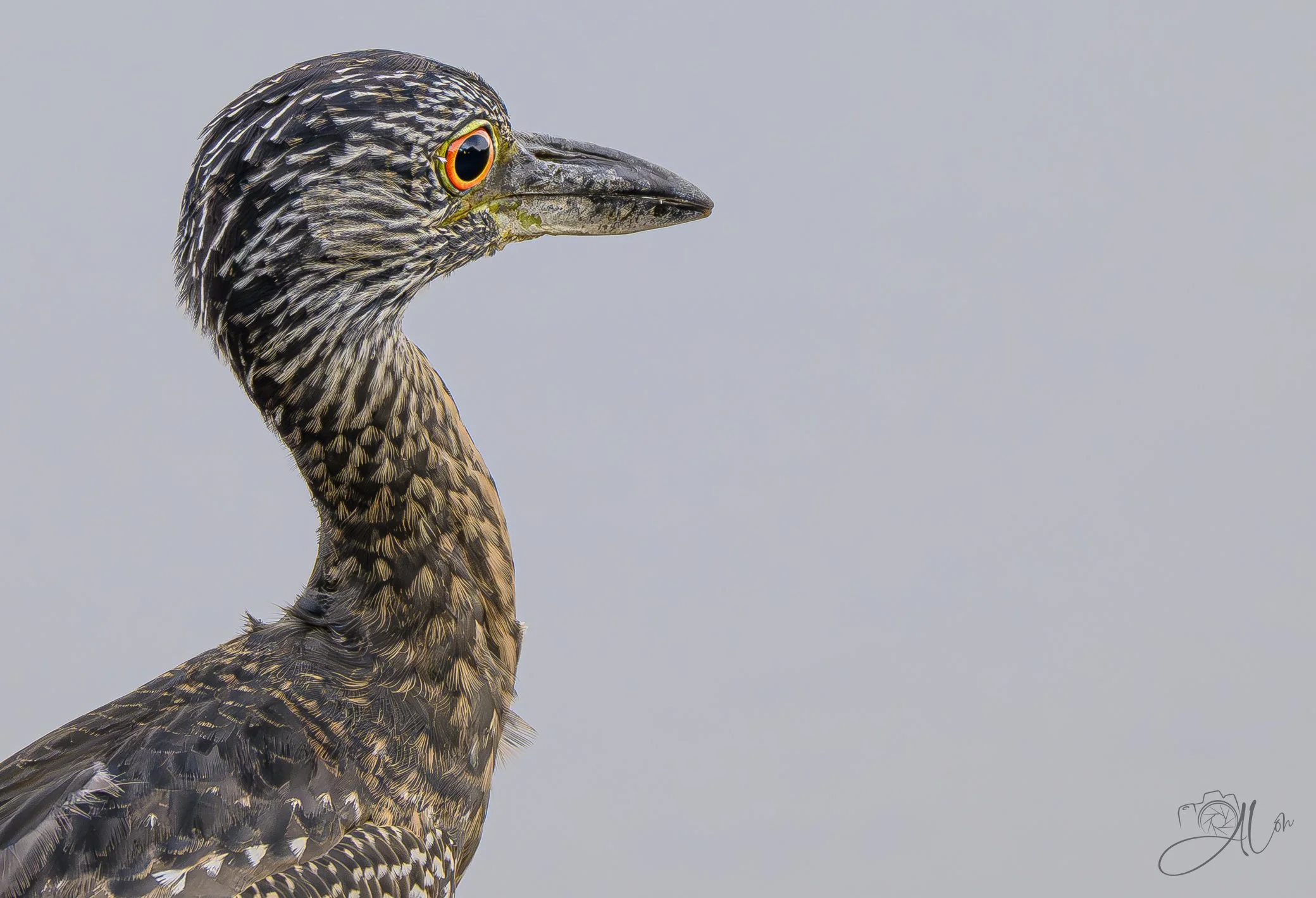 Odd, Not a Duck
(Yellow-Crowned Night Heron)
0Z88576