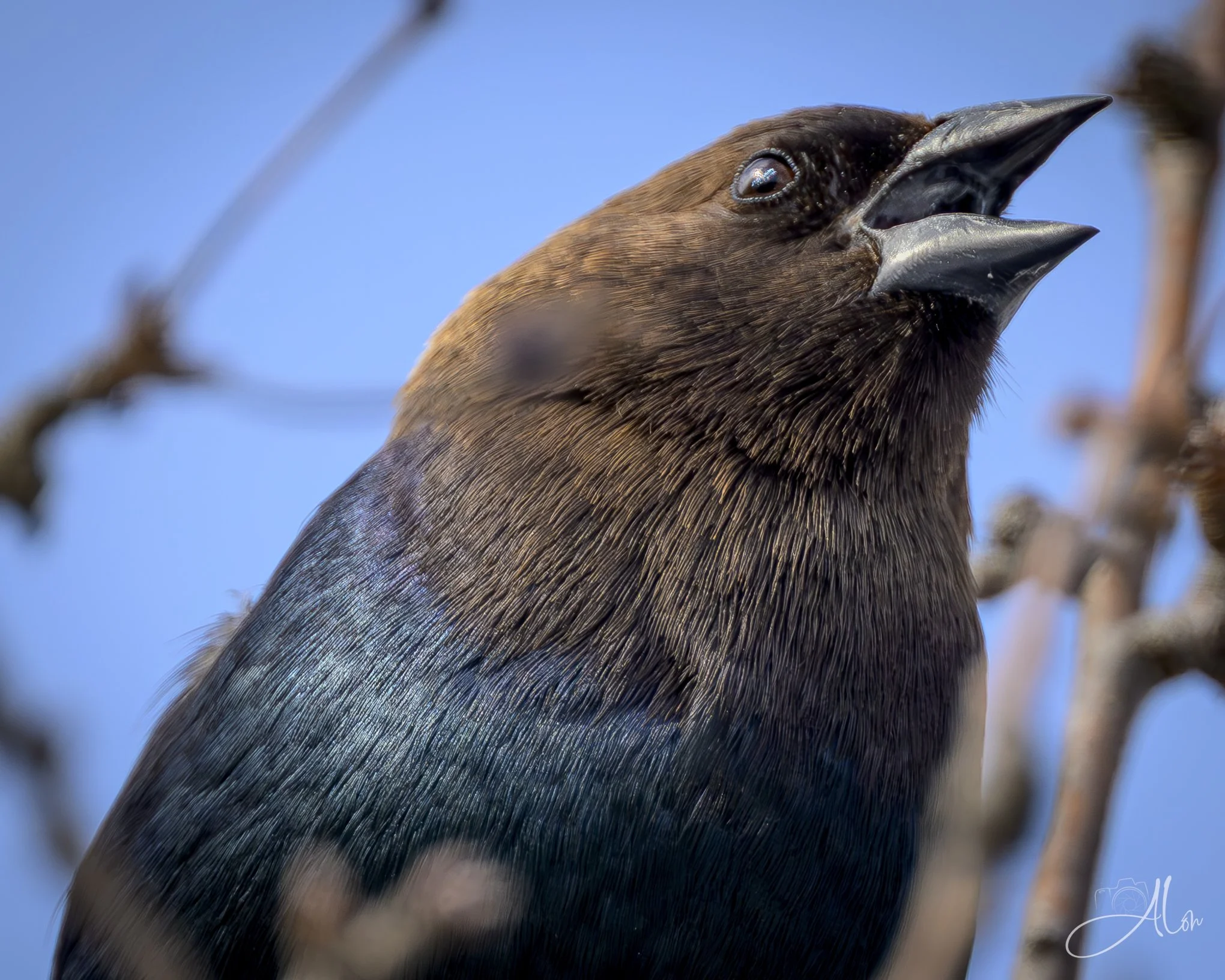 Rollin', Rollin', Rollin'...
(Brown-Headed Cowbird)
0Z80621