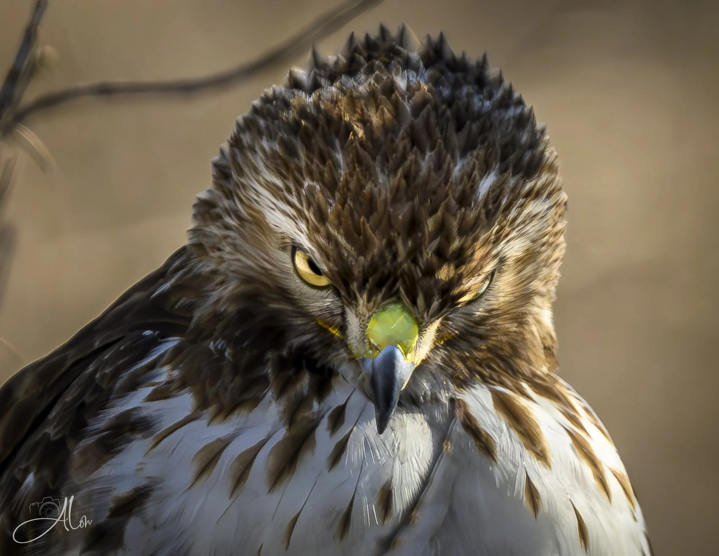 Got a Spell On You! (Red-Tailed Hawk) 0Z89077
