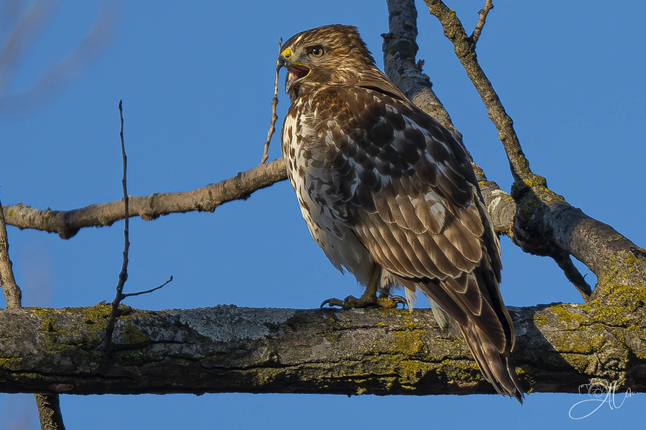 This Is Important
(Red-Shouldered Hawk)
0Z88368