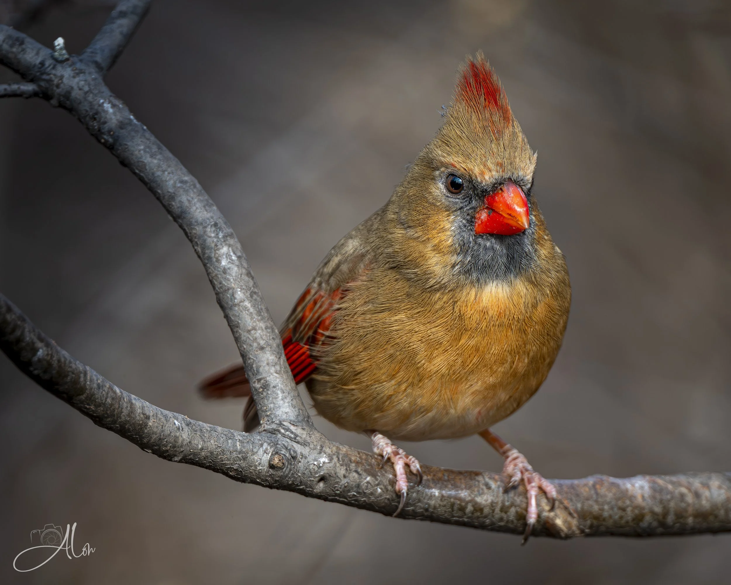 Just Waiting 'Till You Slip Up (Northern Cardinal) 0Z86380