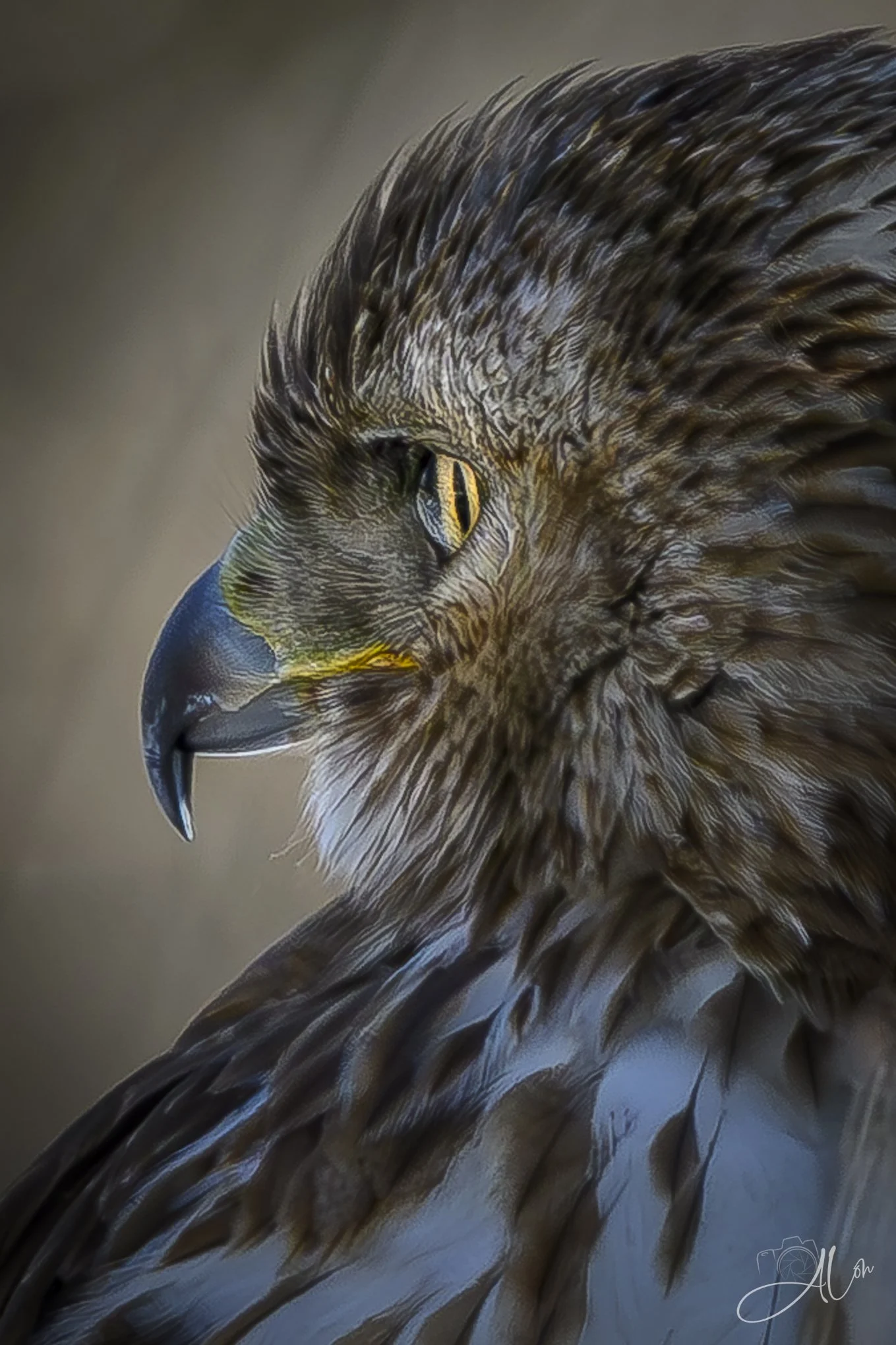 Clear-Eyed
(Red-Tailed Hawk)
0Z89186