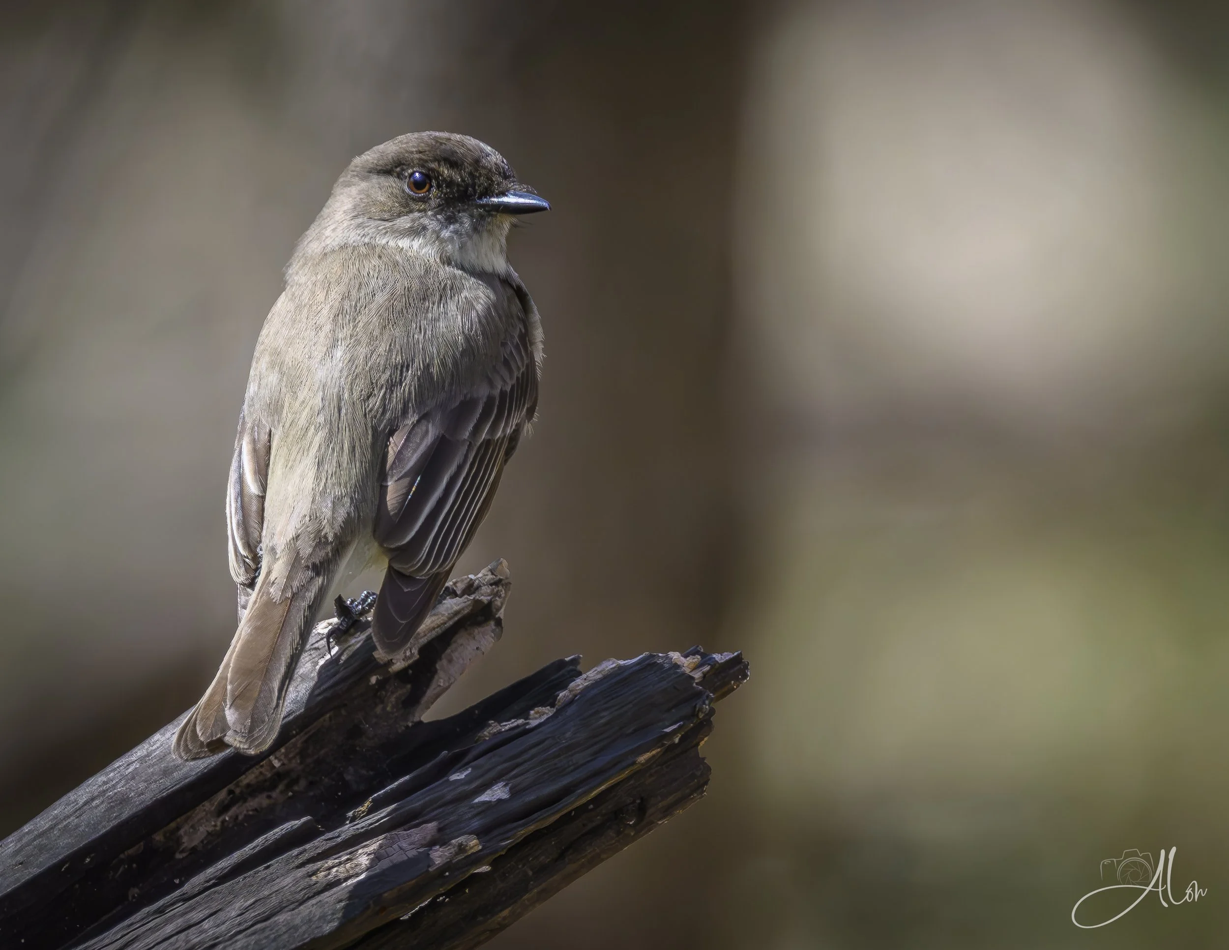 Eastern Phoebe