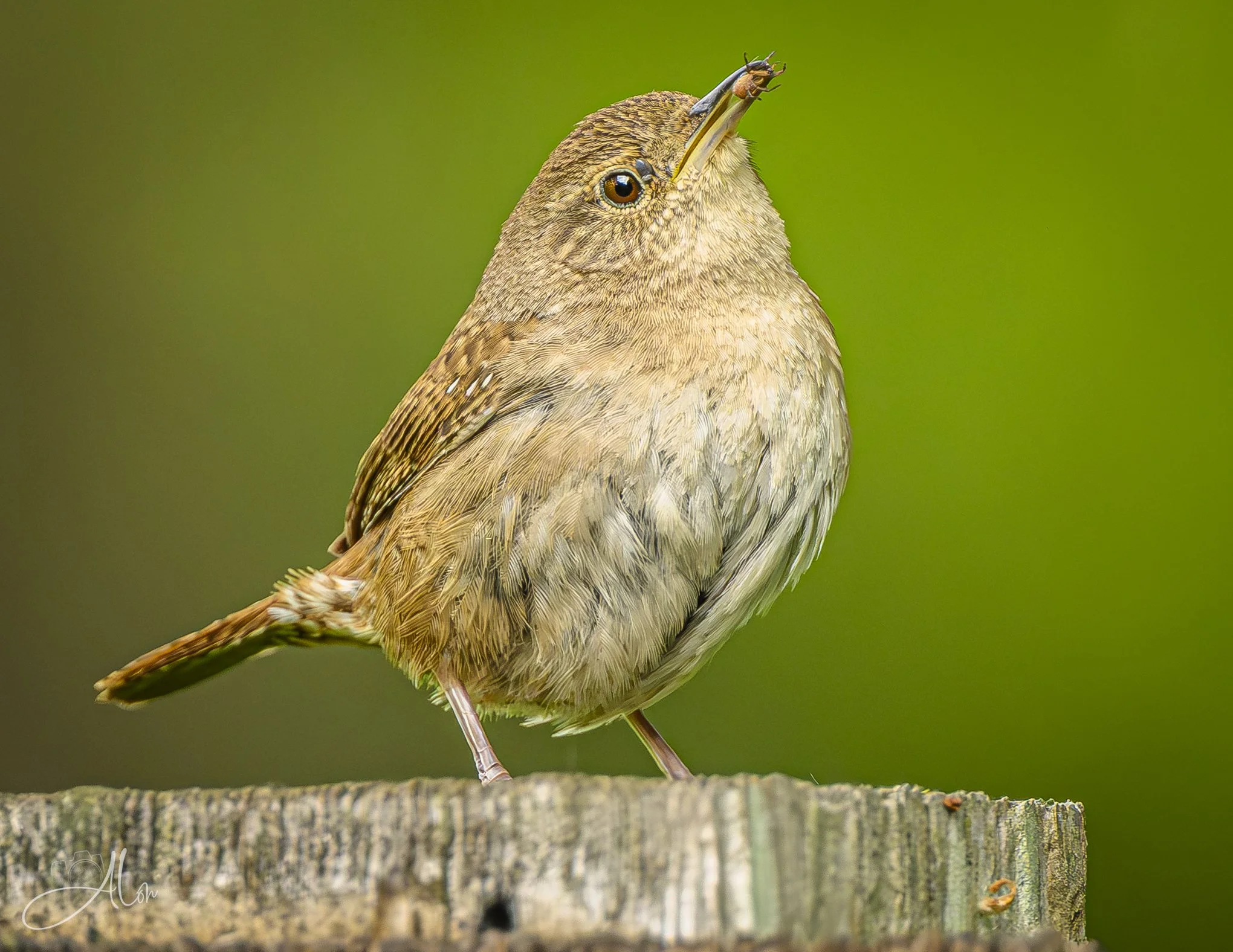 Ticked Off (Northern House Wren) 0Z88420