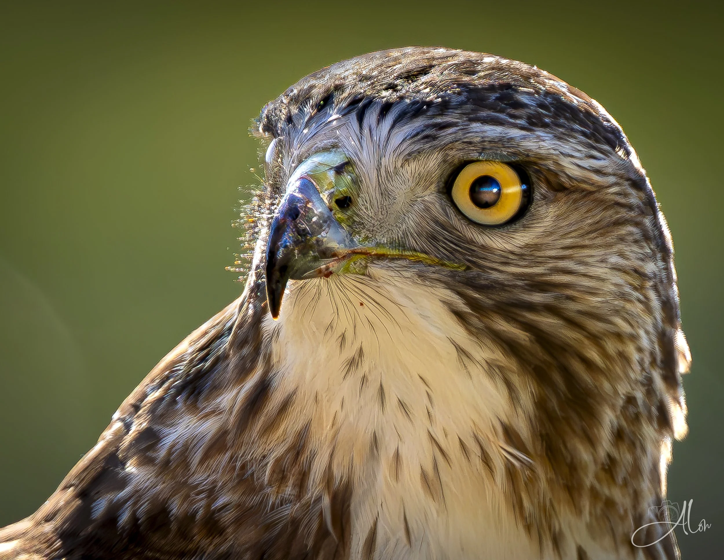 You're Seriously Not Going to Leave Me Alone! (Red-Tailed Hawk) 0Z81394