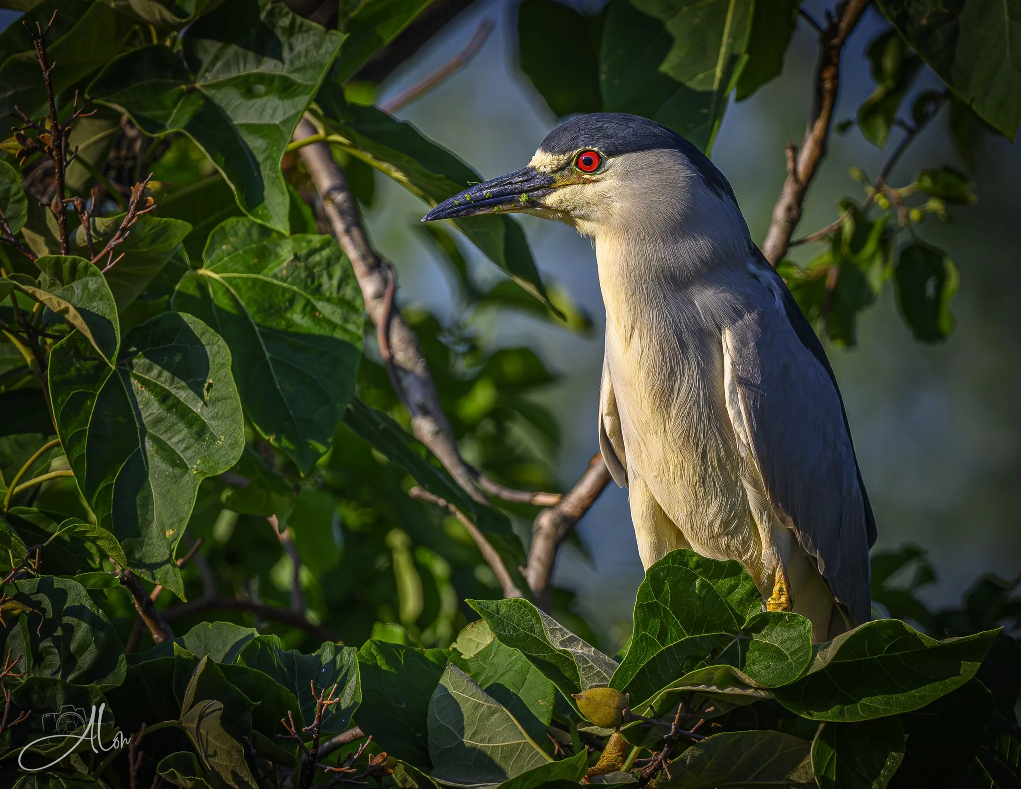 Fallback Position (Black-Crowned Night Heron) 20260724_0004