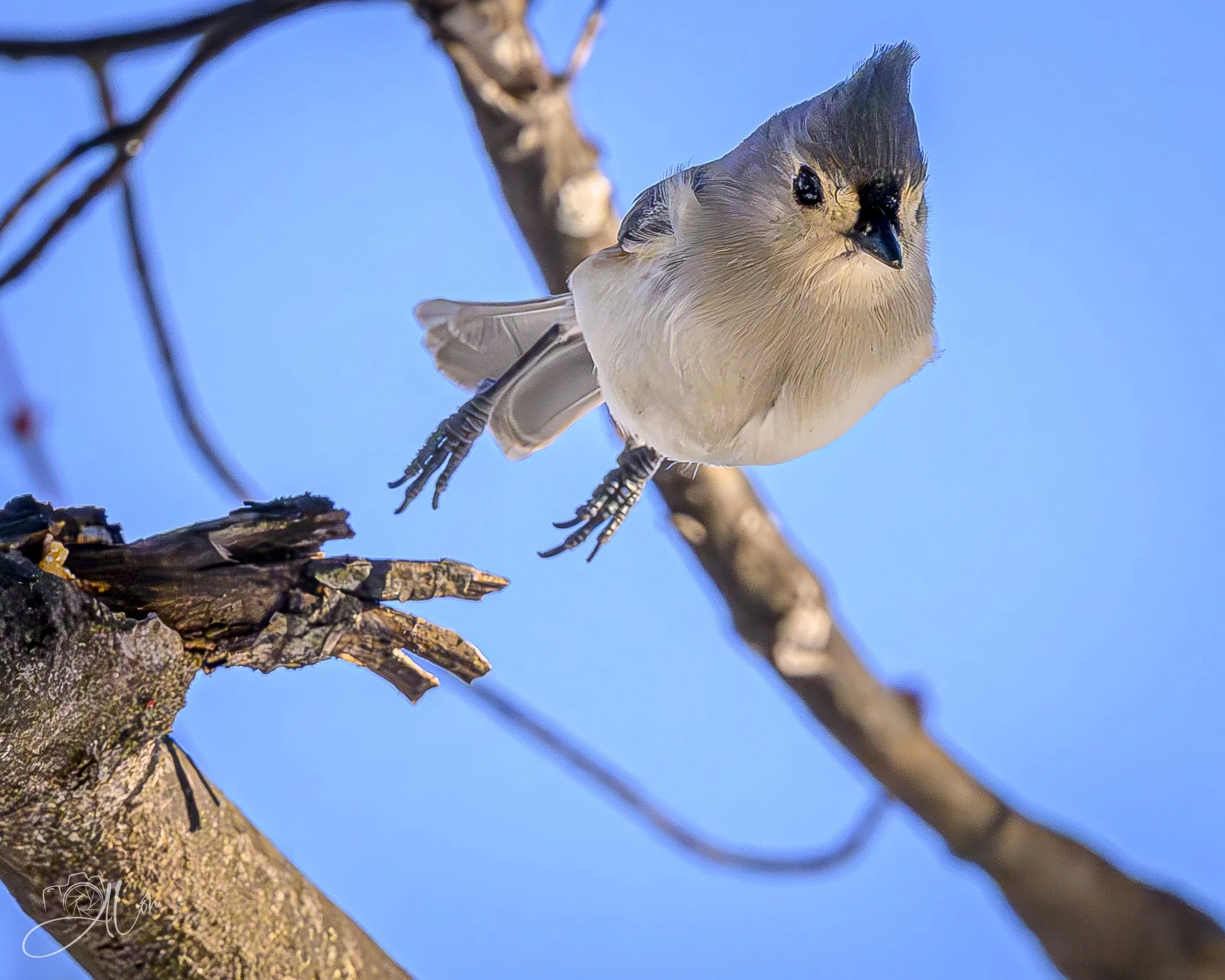 Geronimo!
(Tufted Titmouse)
0Z86973