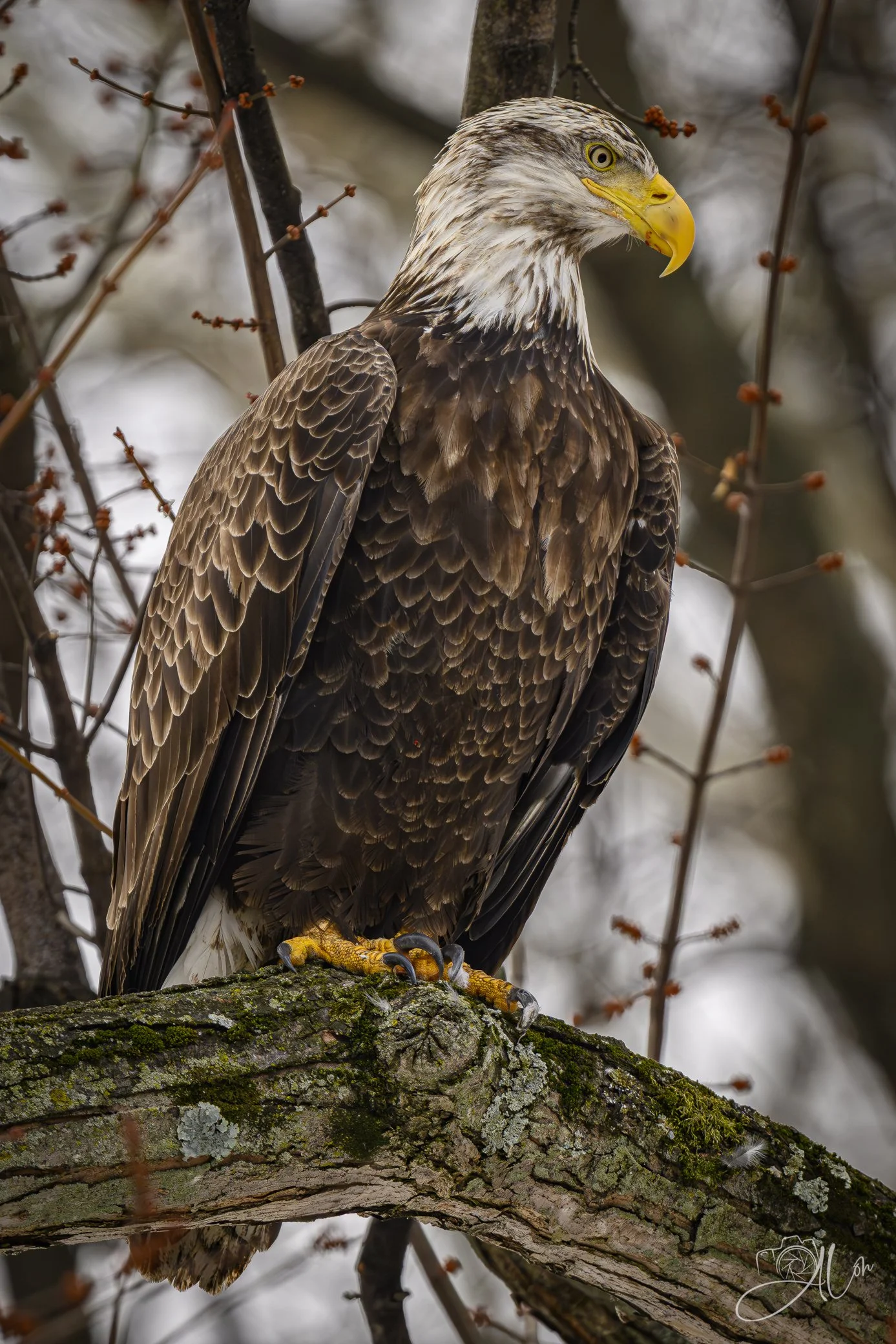 Terrible Threes
(Bald Eagle)
0Z88488