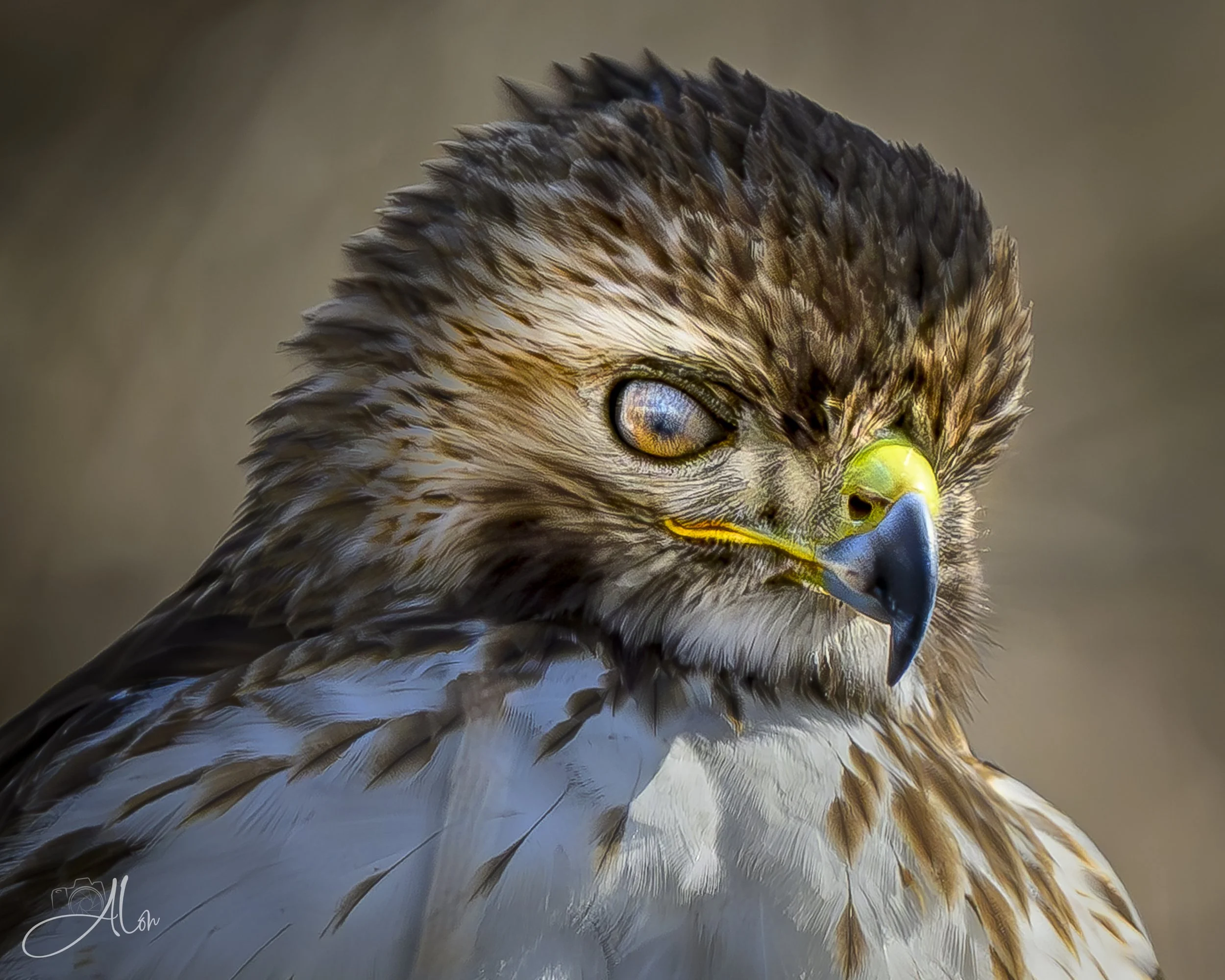 Nictitating (Red-Tailed Hawk) 0Z89131