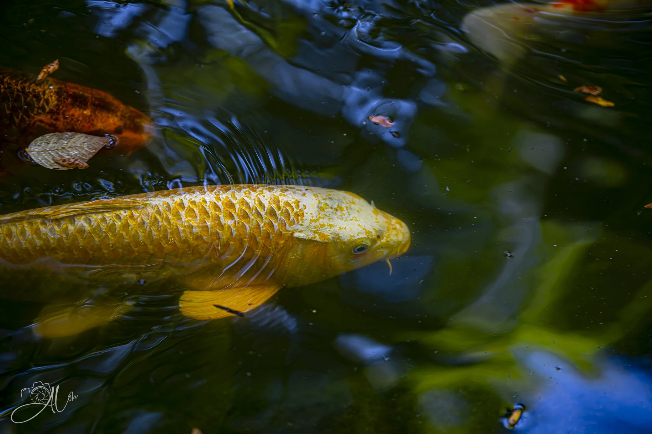 Koyaanisquatsi
Koi at Grounds for Sculpture
0Z86434