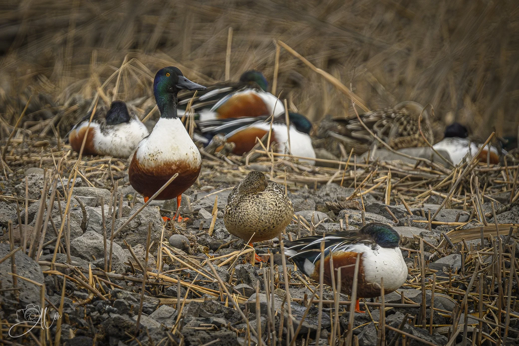 The Lookout
(Northern Shoveler)
0Z81324