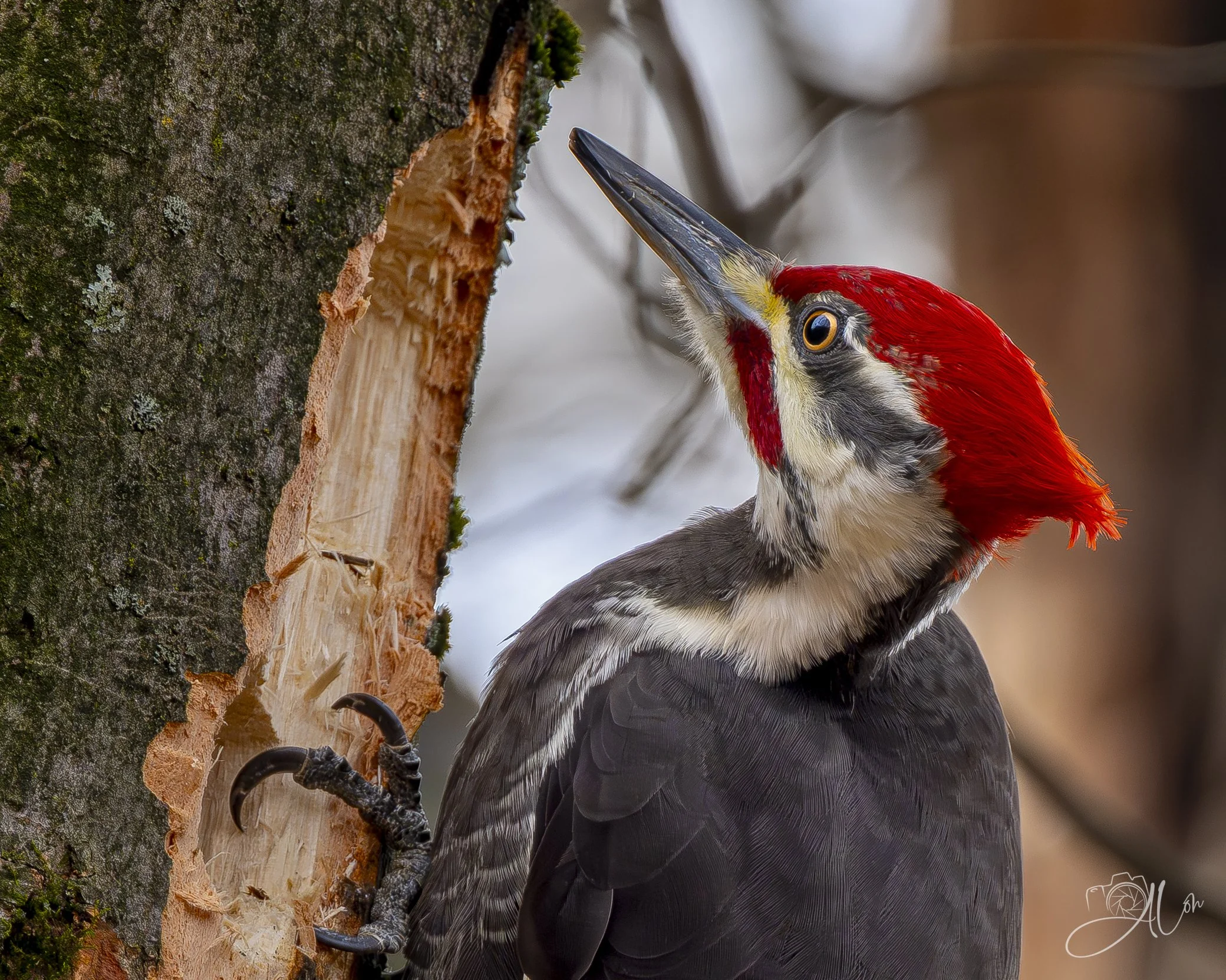 Sharp!
(Pileated Woodpecker)
0Z83811