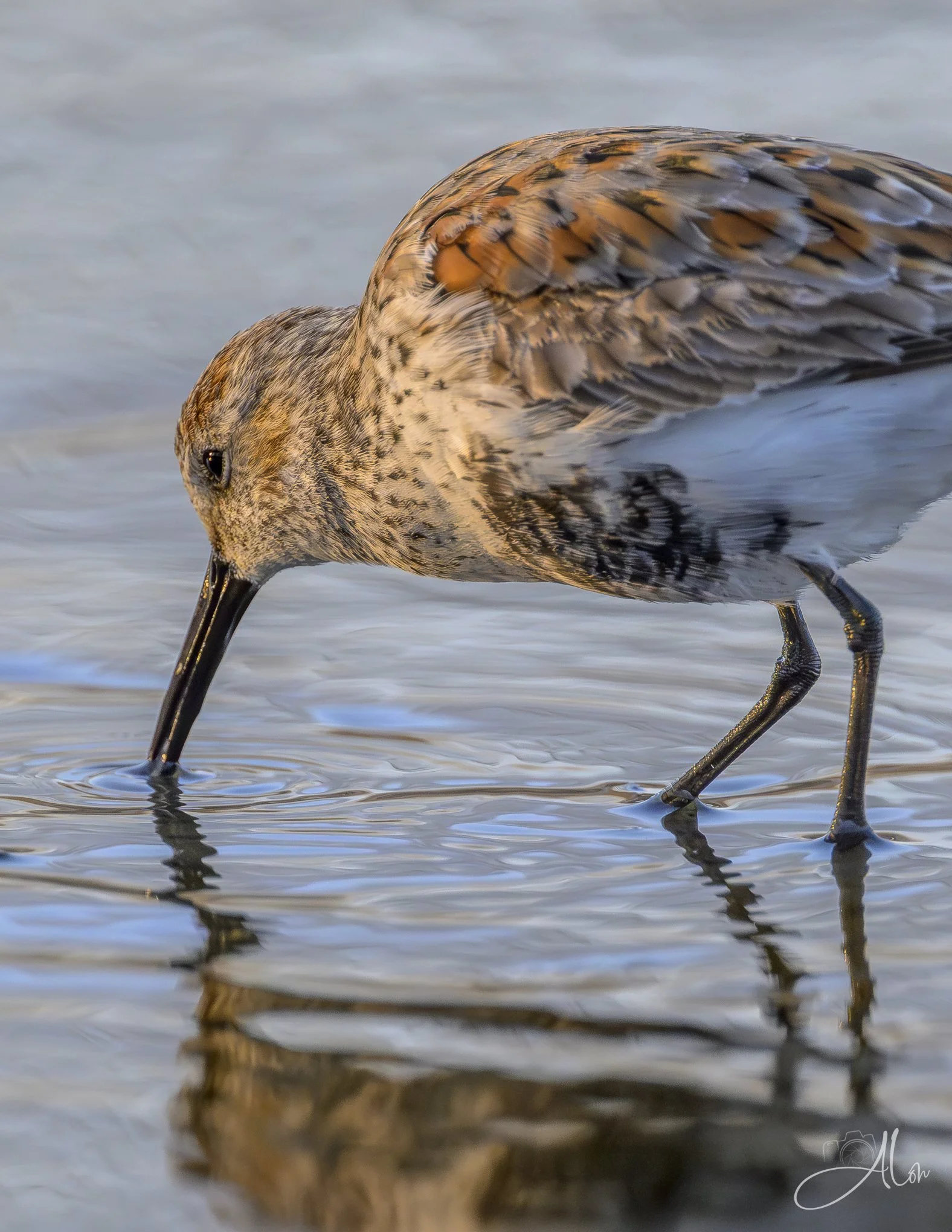 Built-In Straw
(Dunlin)
0Z84531