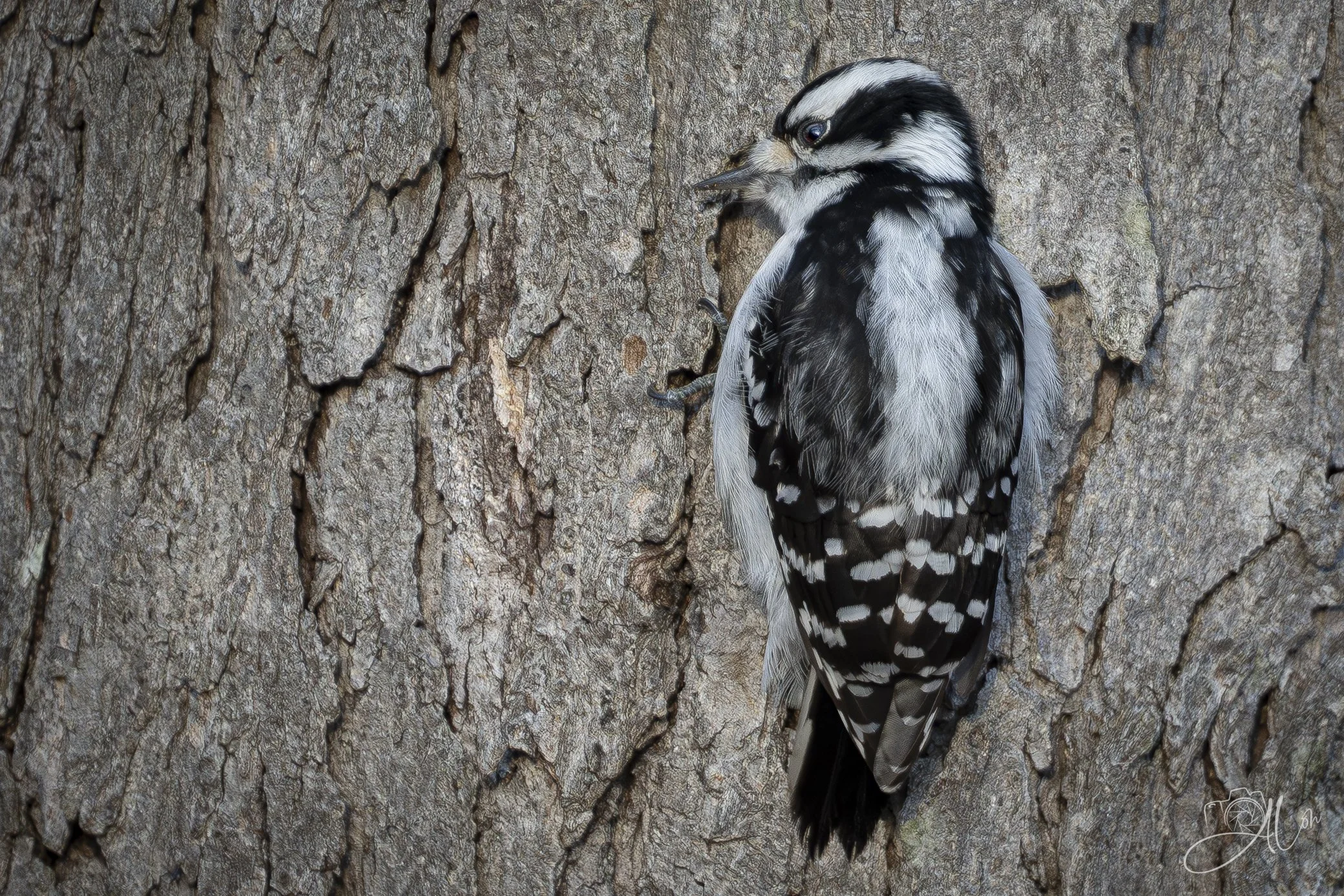 Ear to the Wall
(Downy Woodpecker)
0Z89560