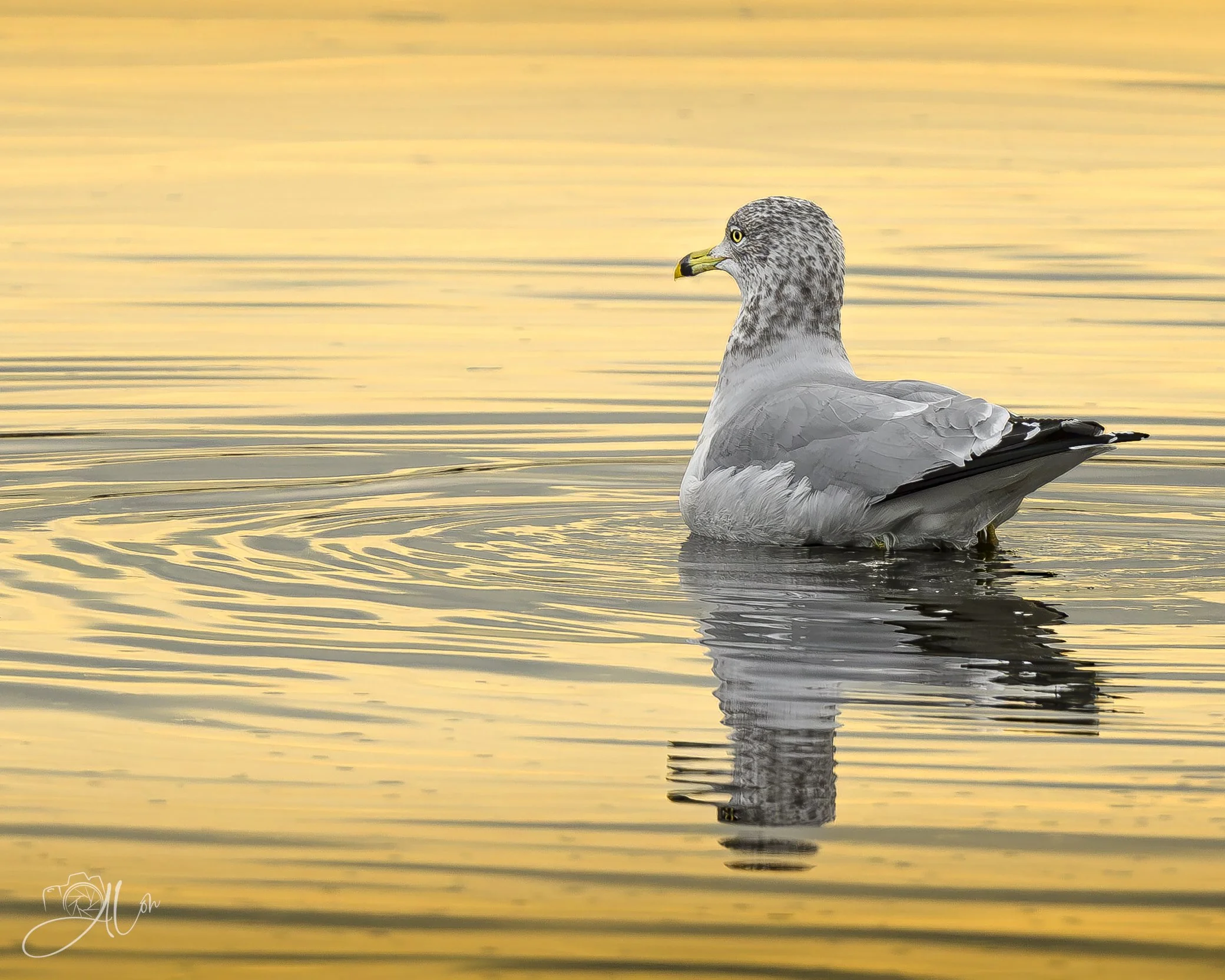 On Golden Marsh
(Ring-Billed Gull)
0Z82086