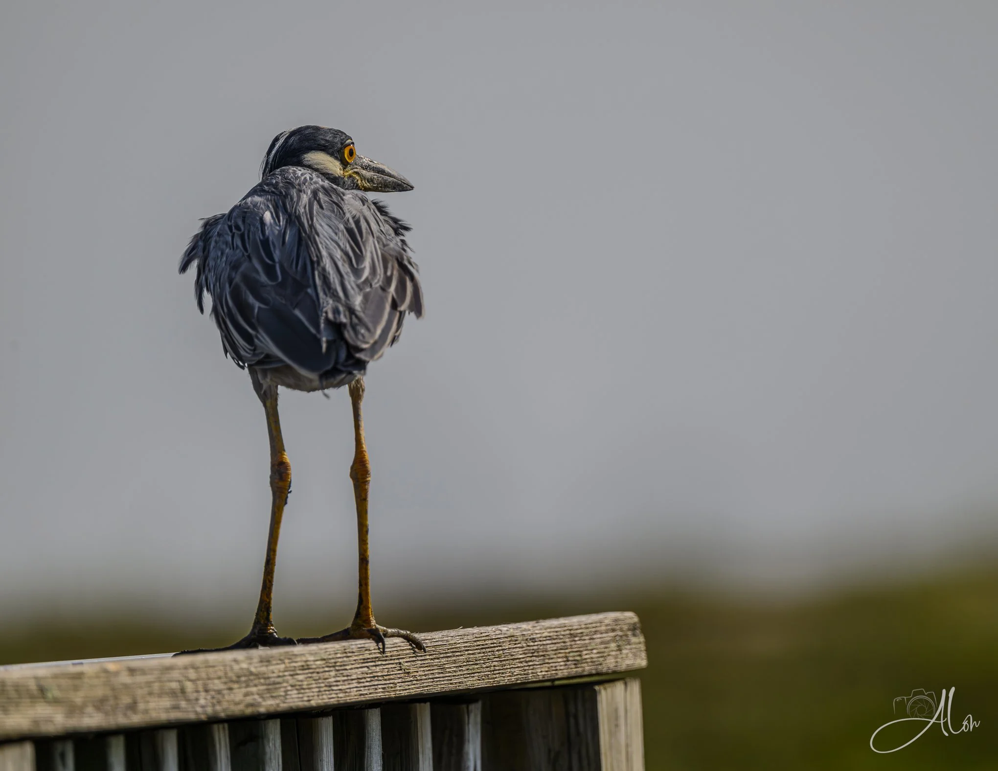 Hippy on the Corner (Yellow-Crowned Night Heron) 071426_9293