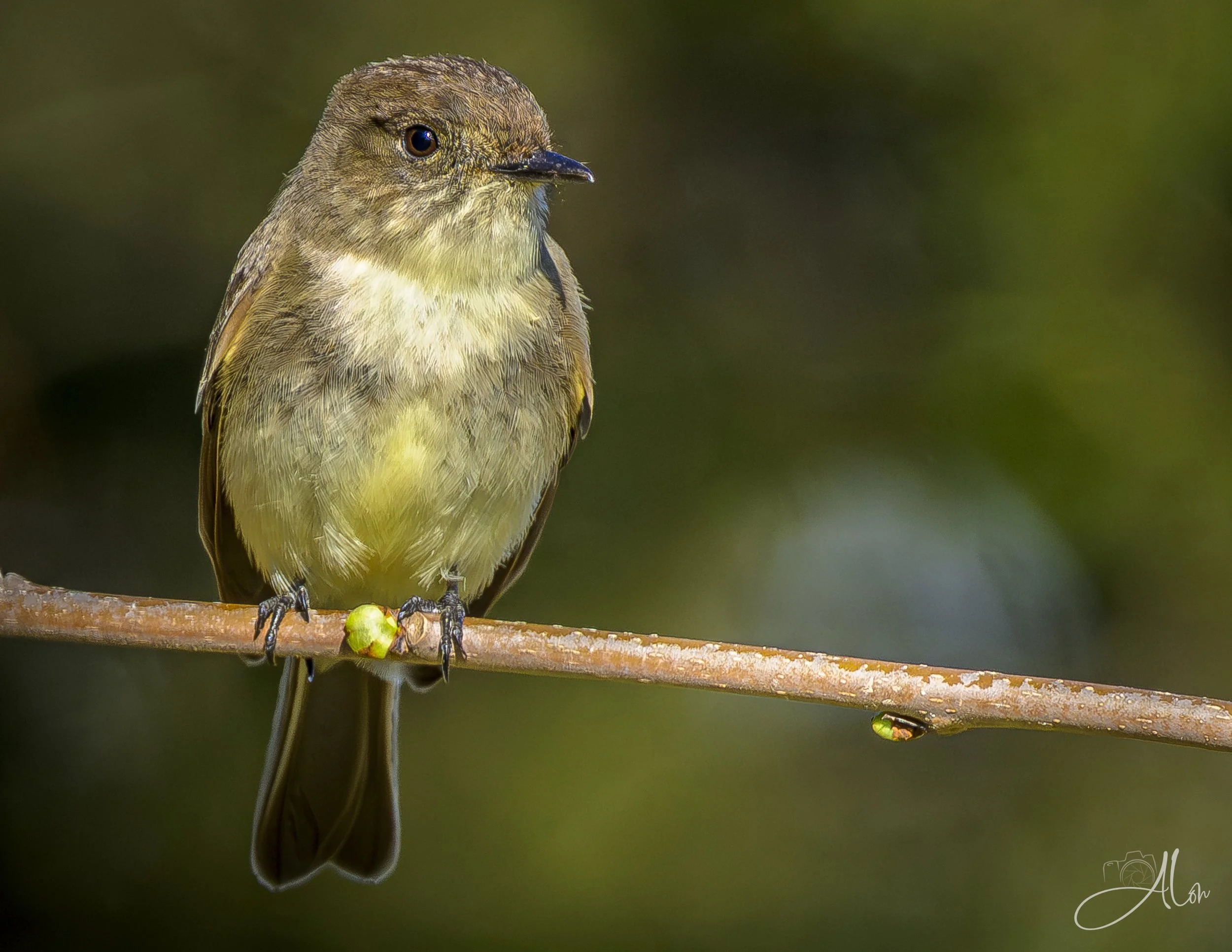 Hi Bud! (Eastern Phoebe) 0Z83875