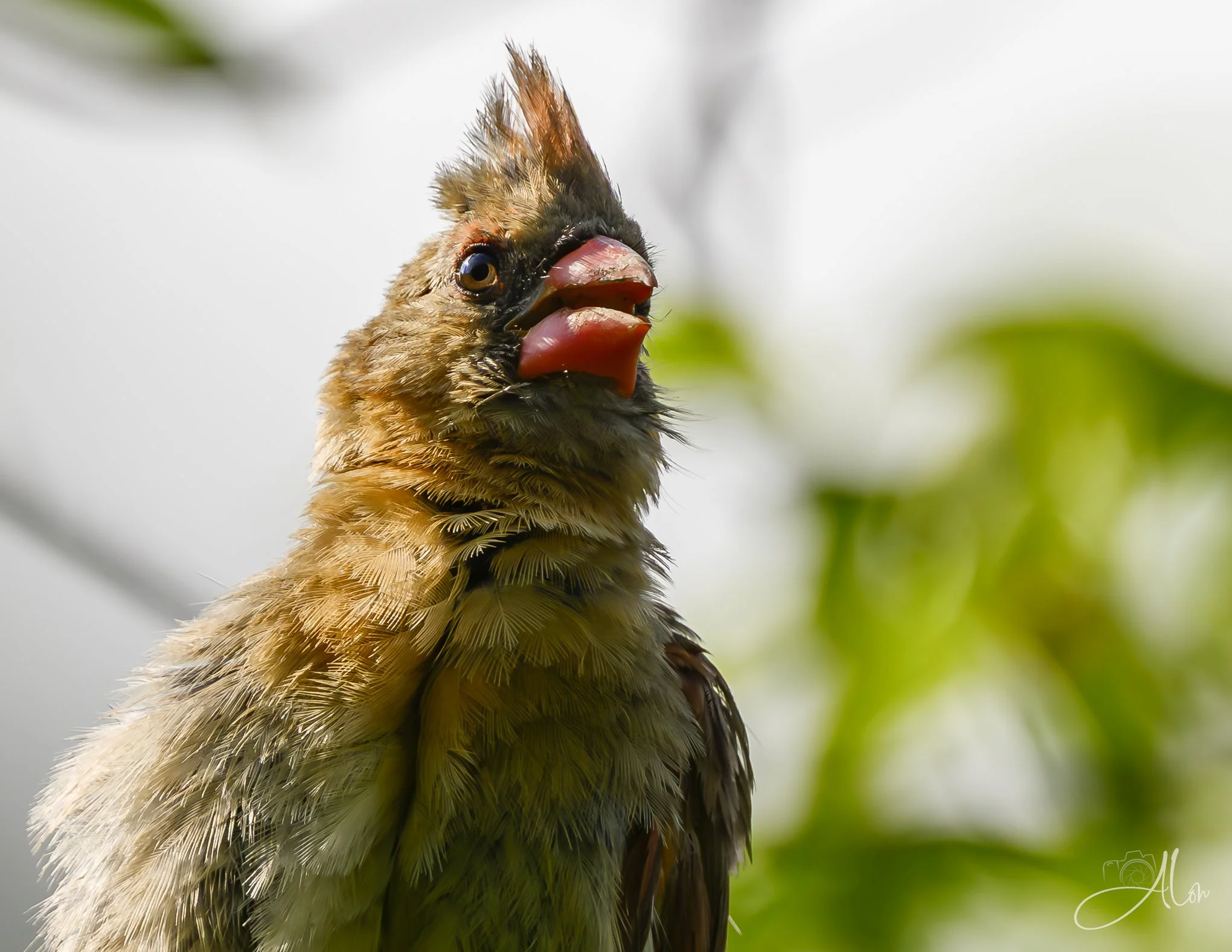 Freak Show (Northern Cardinal) Z8062826_4485