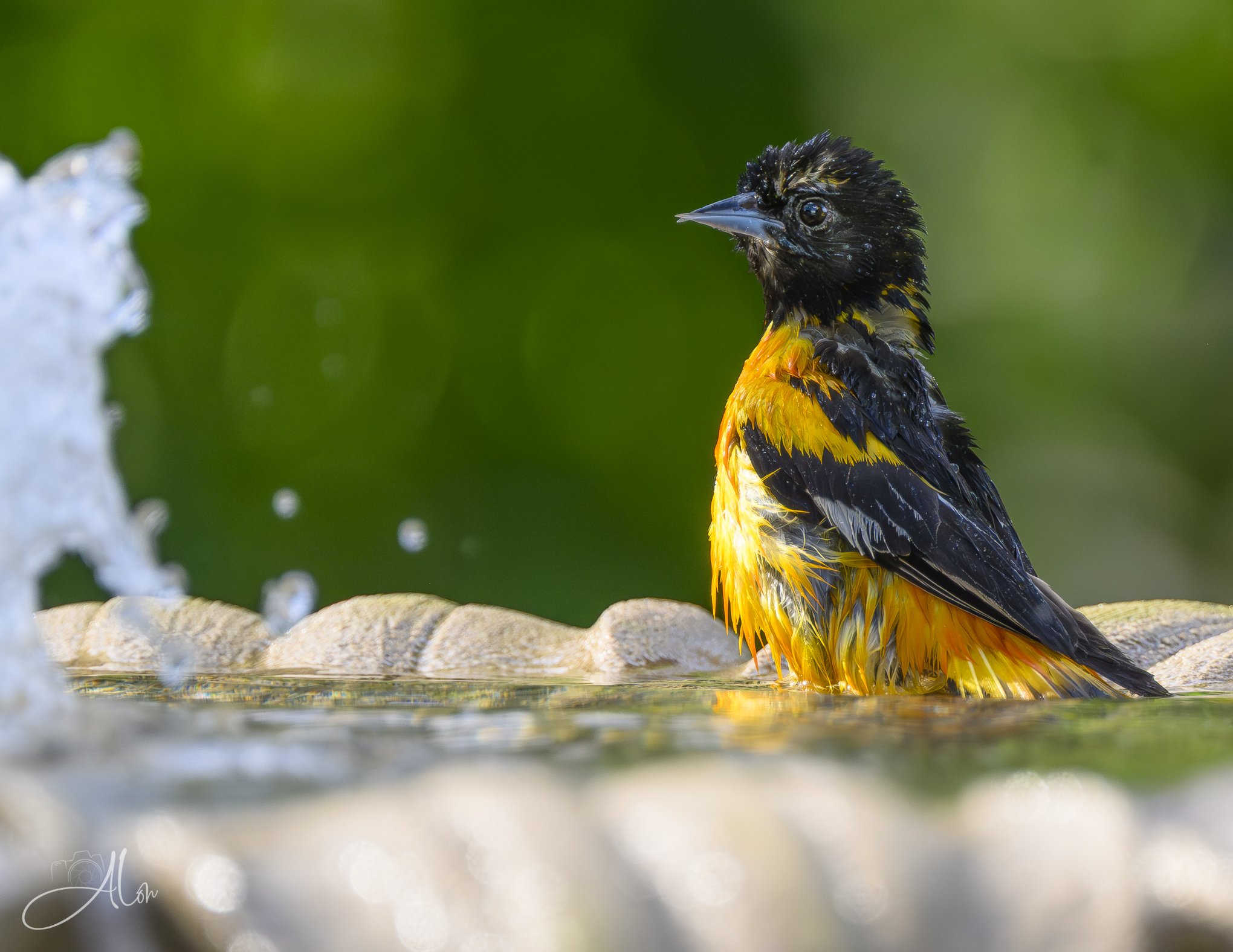 I Did Not Pee in the Pool! (Baltimore Oriole) 06-18-26_0Z8_3262