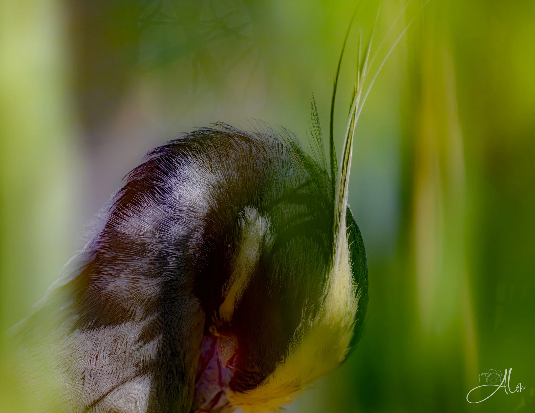 Tucked Away (Yellow-Crowned Night Heron) 0Z83403