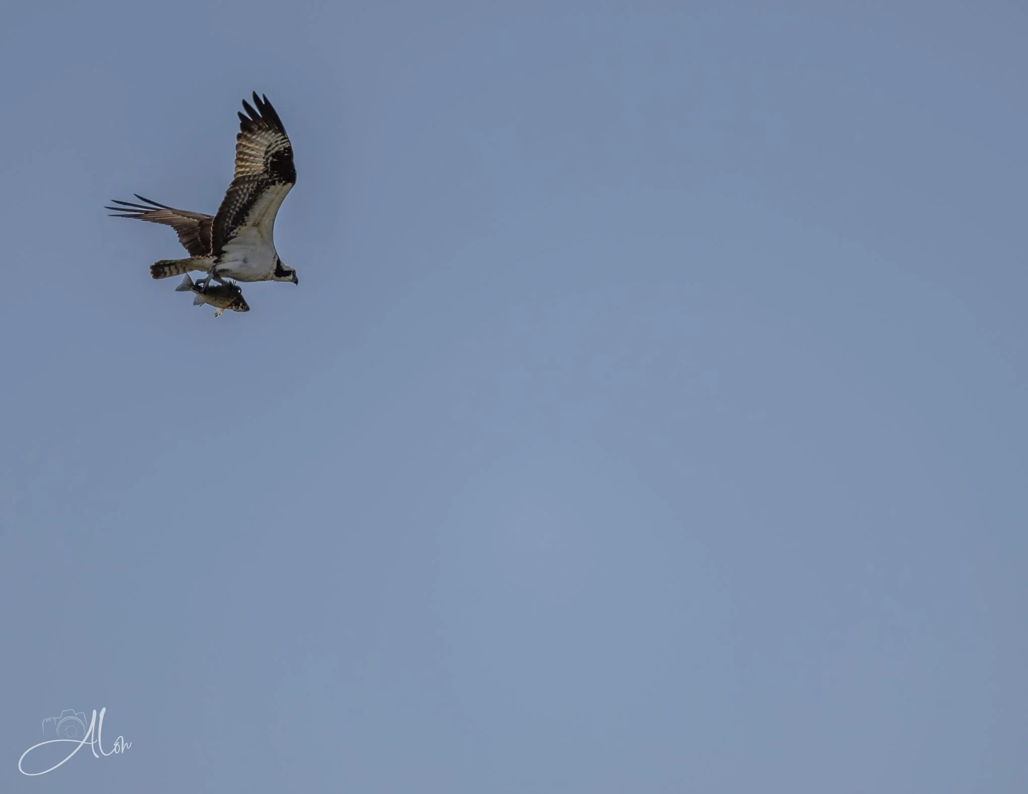 Prey With Me!
(Osprey)
0Z82722