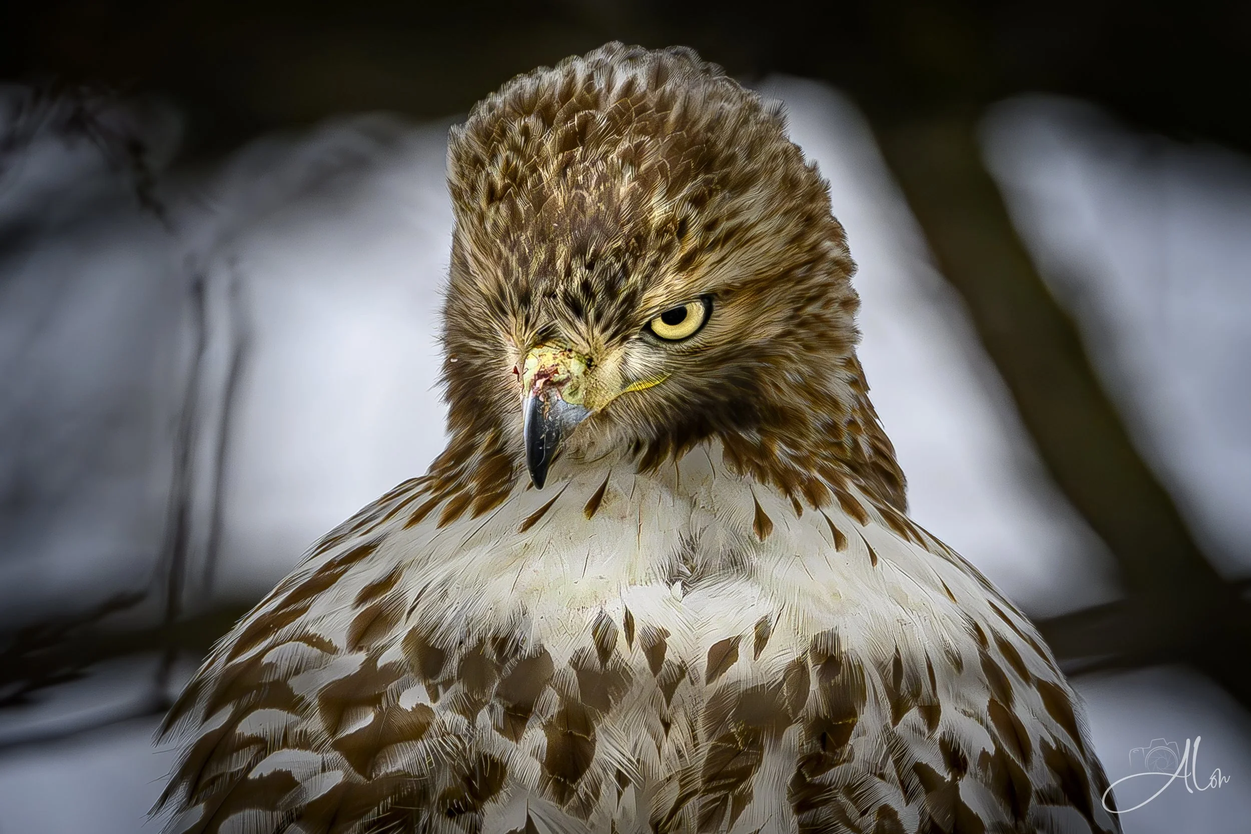 Pennywise (Red-Tailed Hawk) 0Z82063