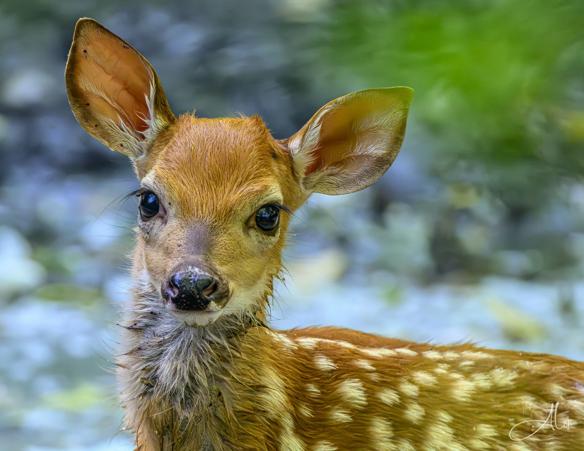 The Great Bambino (White-Tailed Deer) 0Z82849